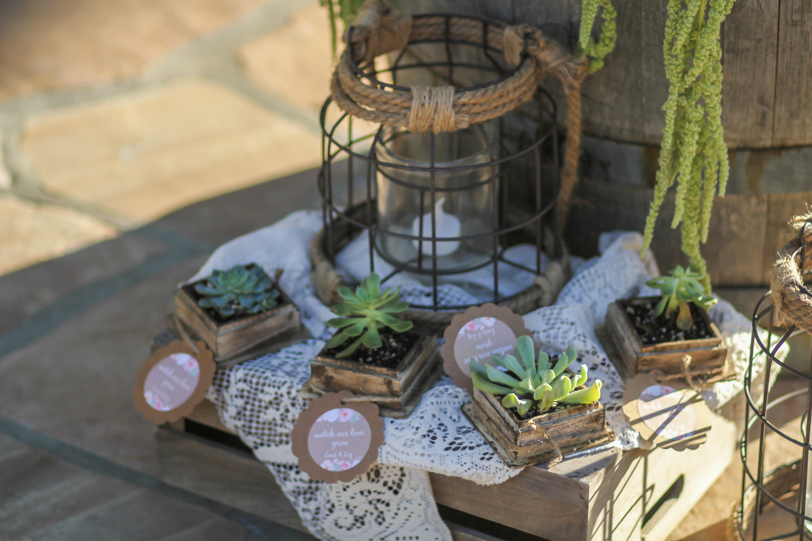 succulents-a-love-story