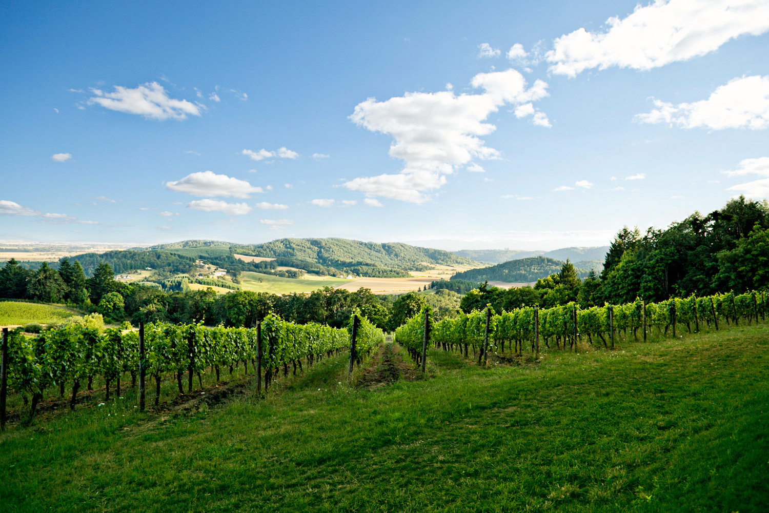 willamette-valley-must