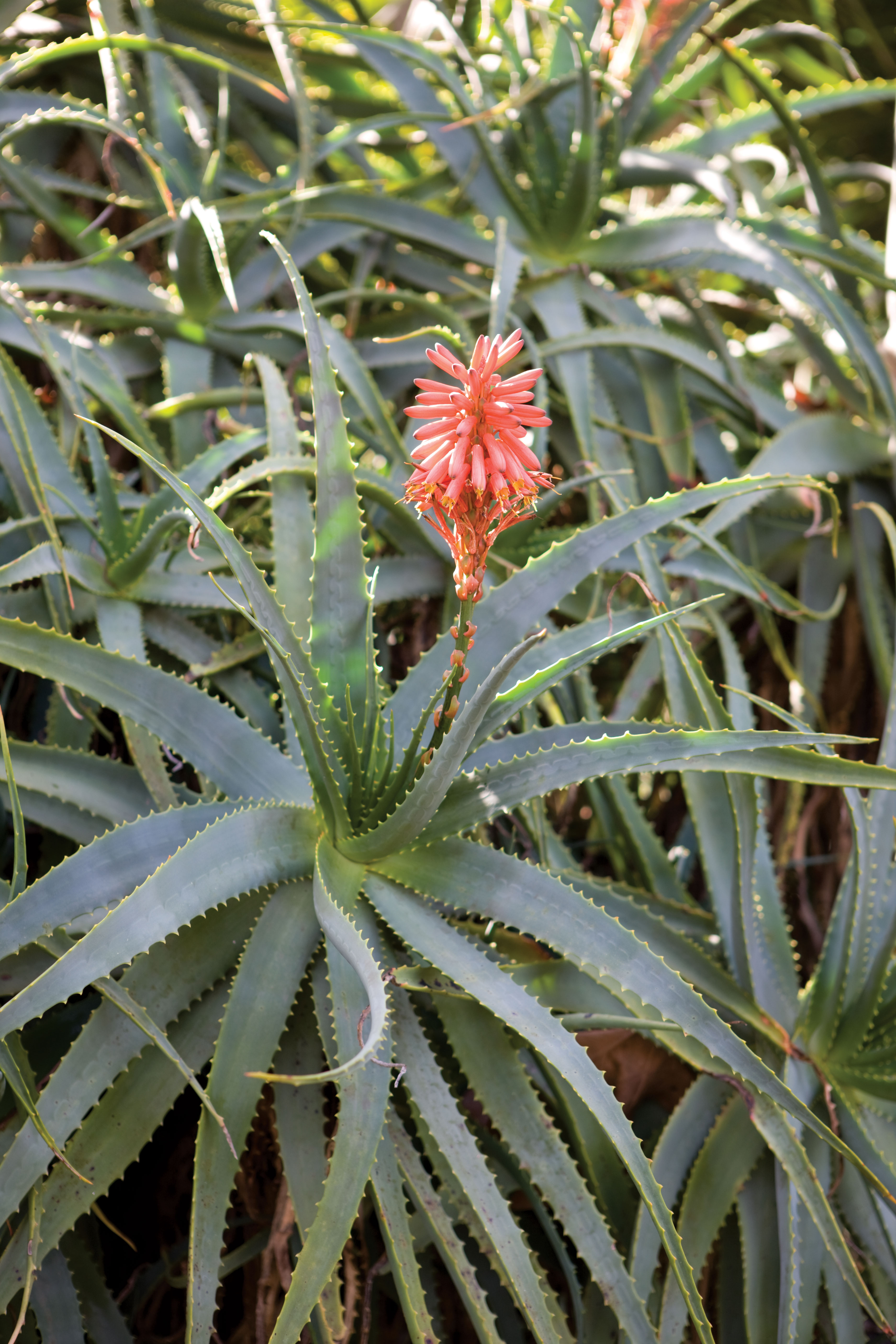 aloe