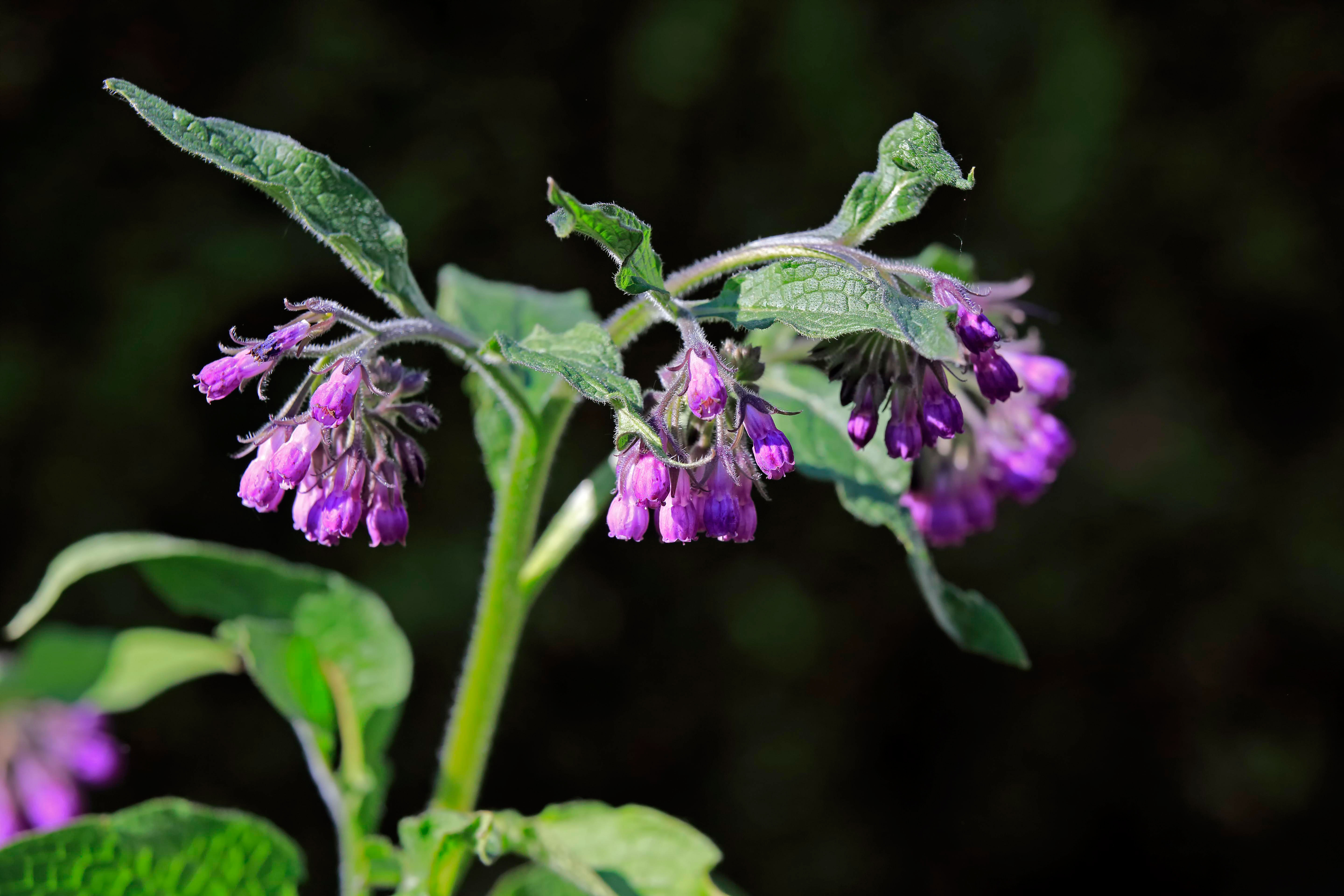 comfrey