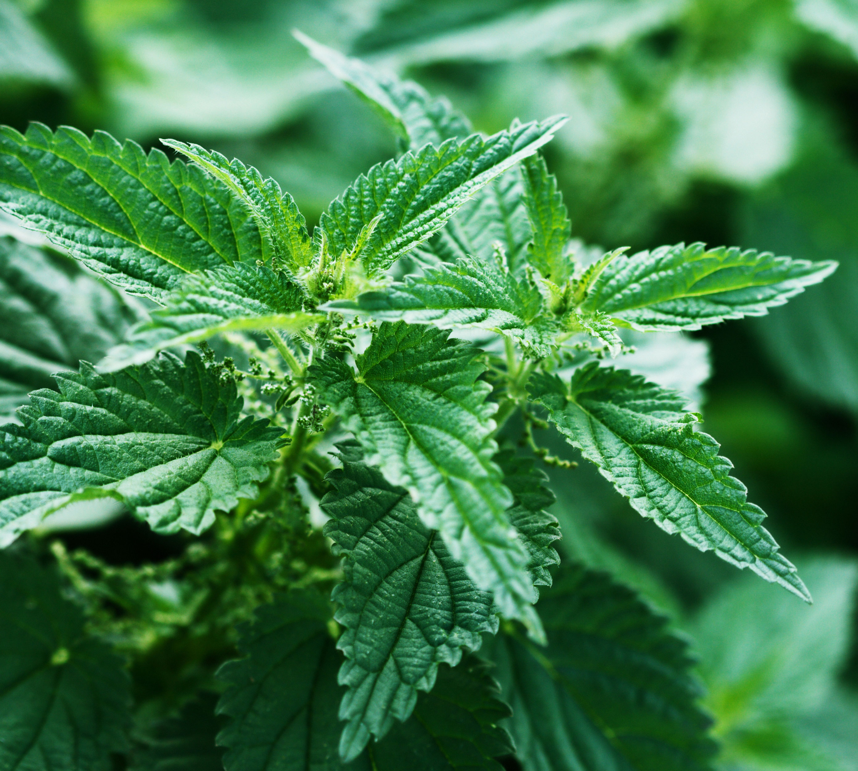 stinging-nettle
