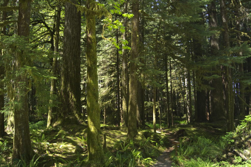 olympic-national-park