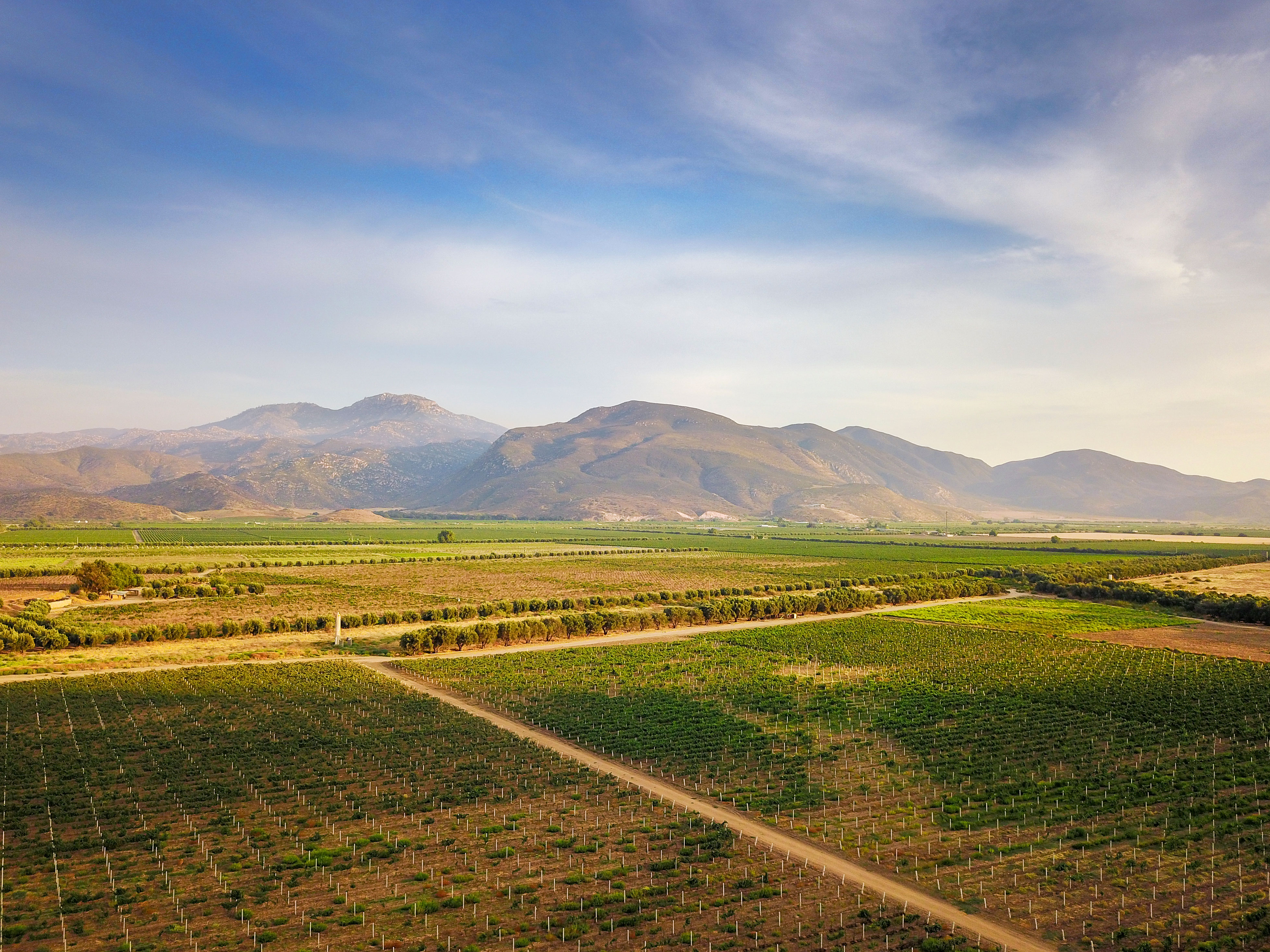 for-the-oenophile-valle-de-guadalupe