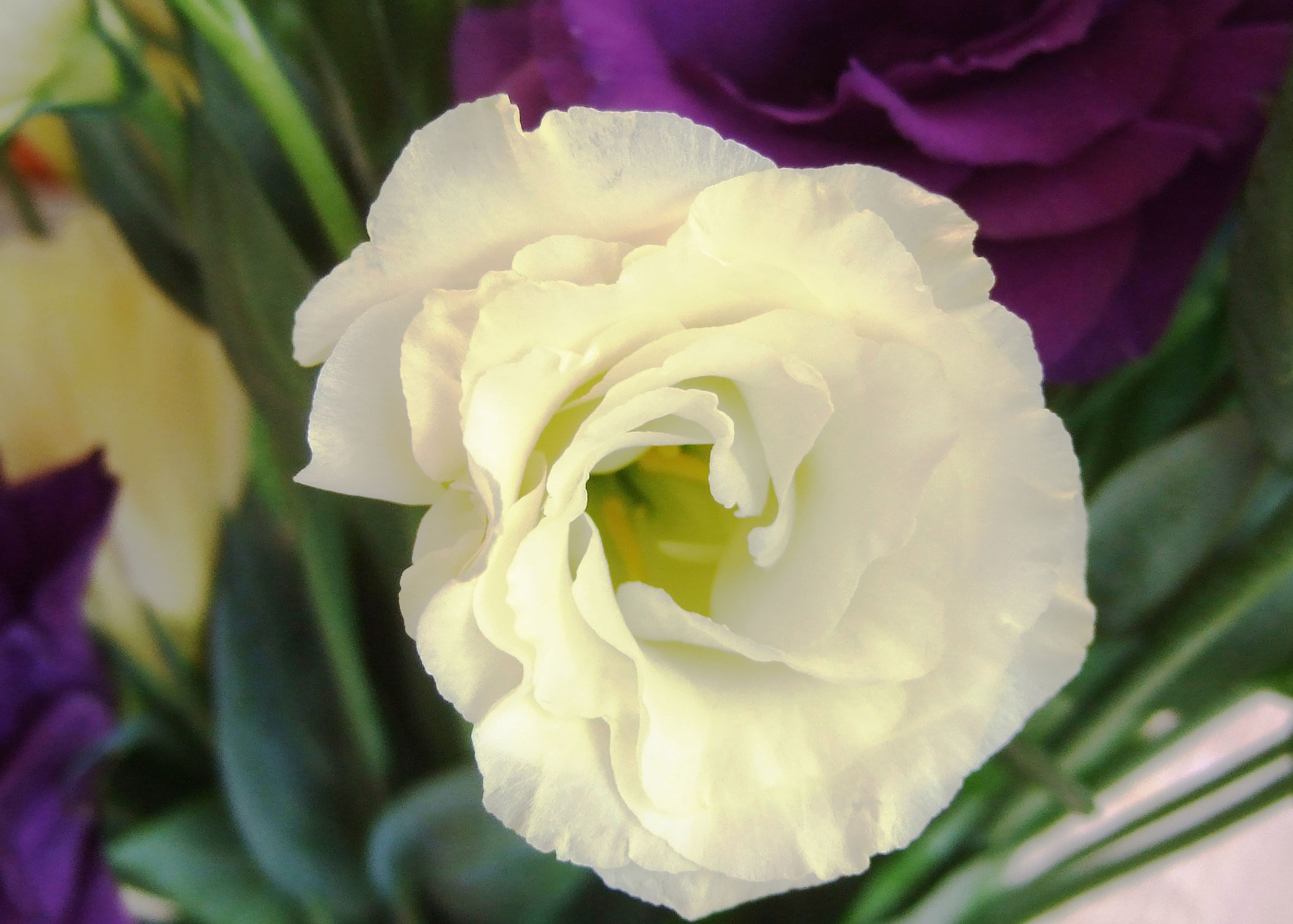 lisianthus