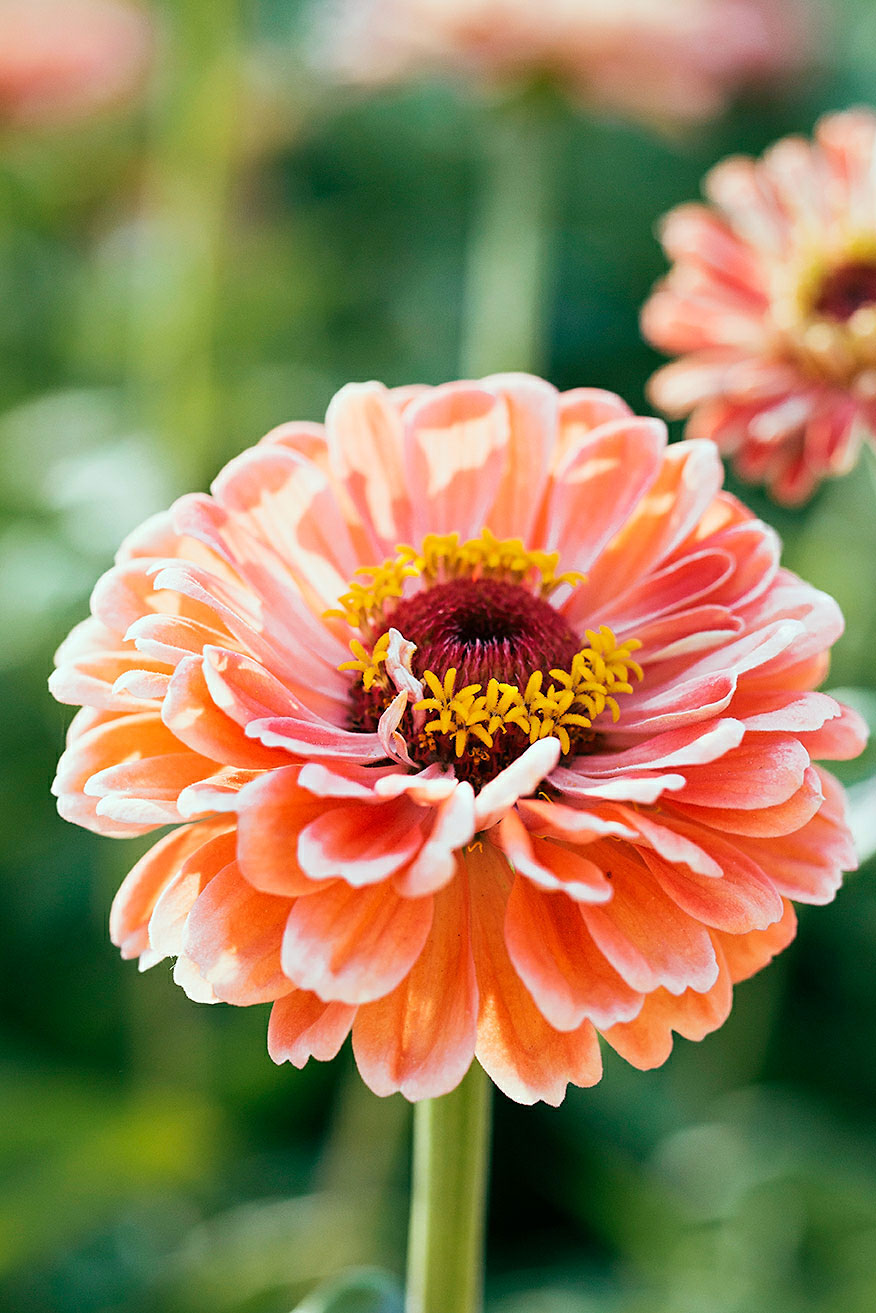 zinnia
