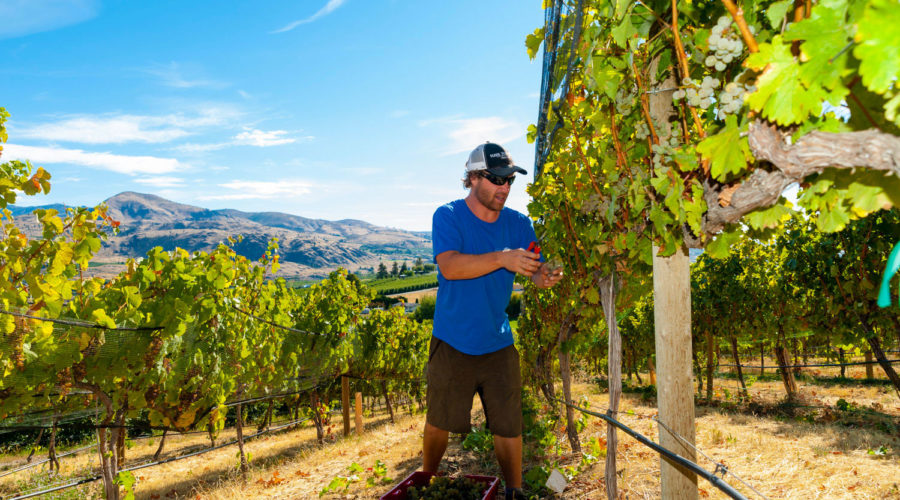 Man picking grapes during the winery harvest season in Washington