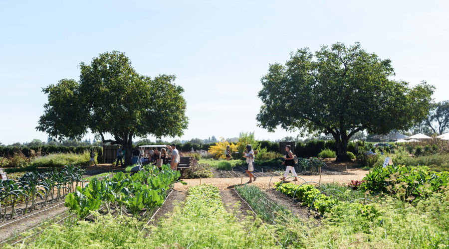 The garden in Sonoma during the winery harvest season