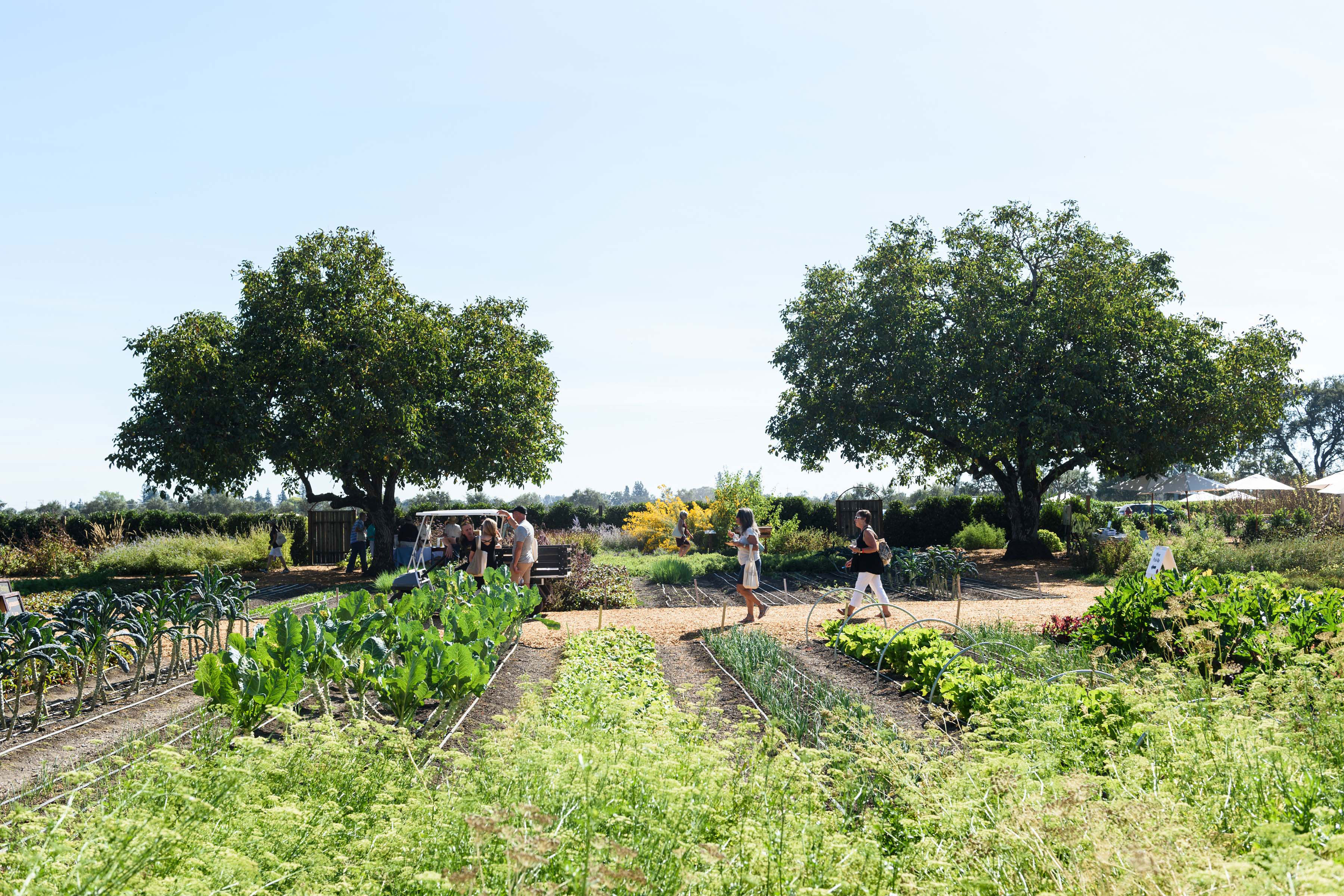 eat-and-drink-the-bounty-in-sonoma