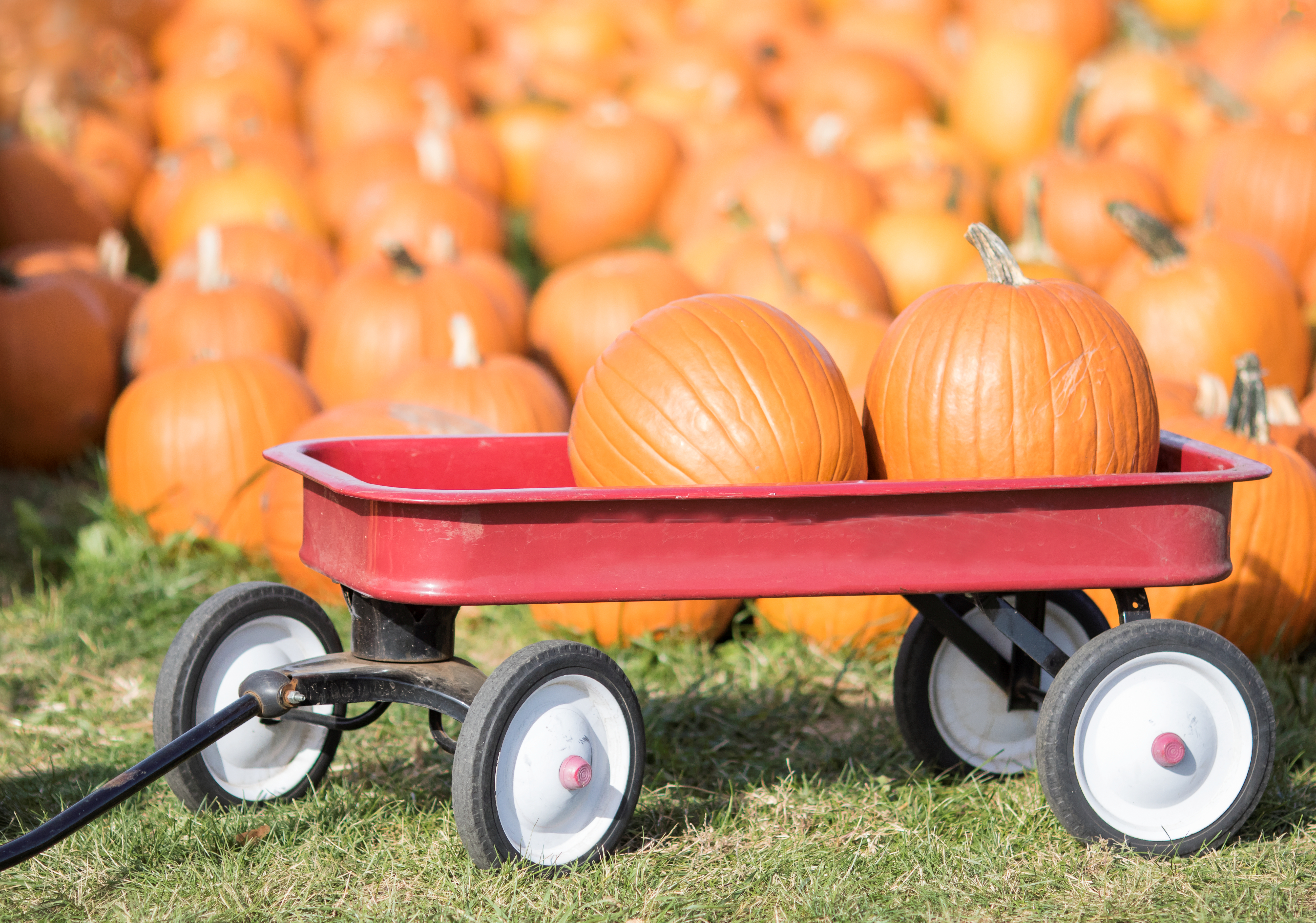 cottonwood-farm-boulder-co