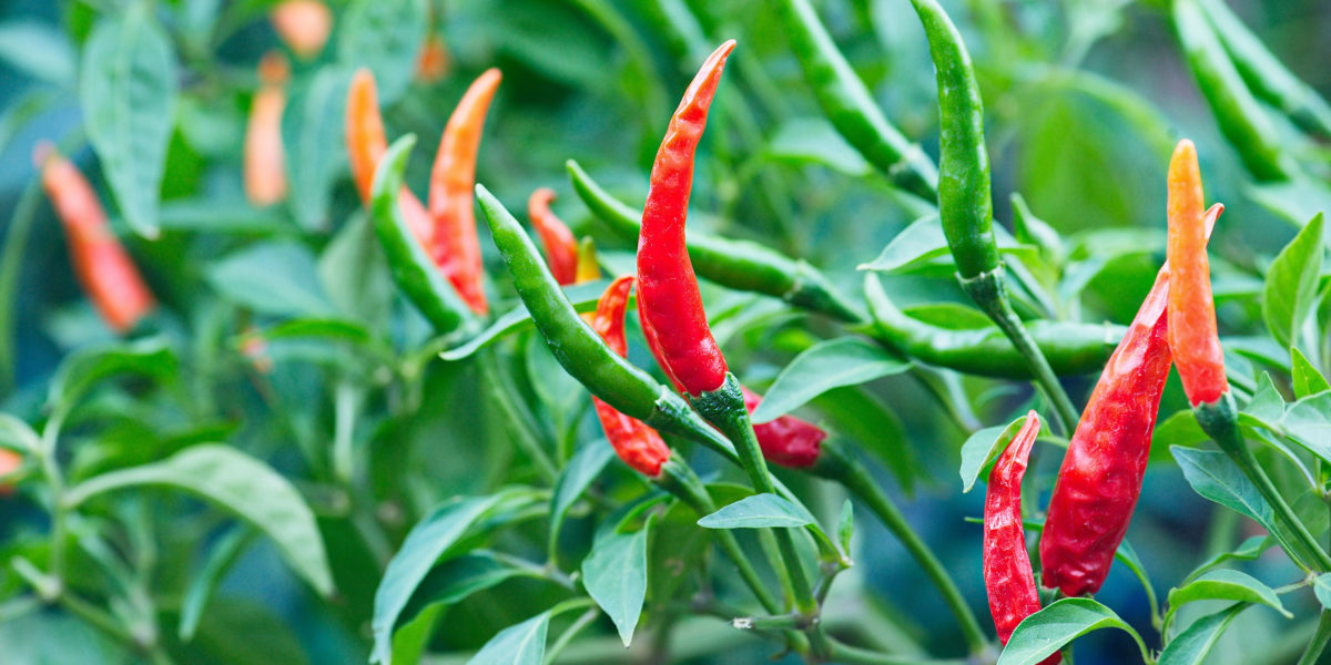 Hot Peppers