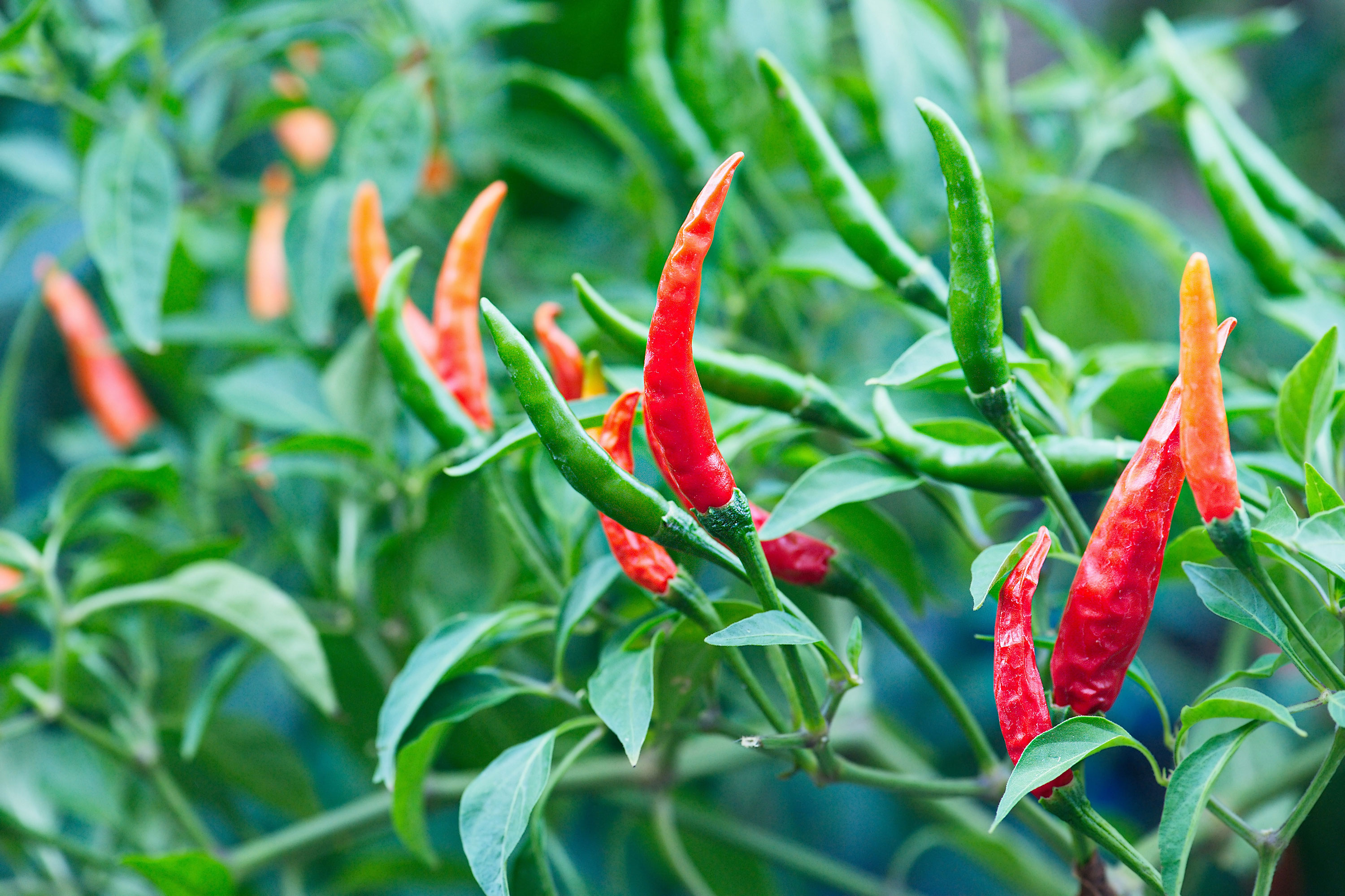 The Oldest Chile Pepper Was Found in Colorado—and It’s Around 50 Million Years Old