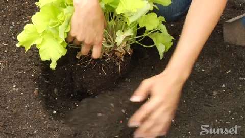 How to plant a plant