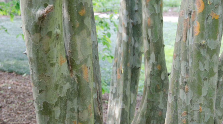 Tree Bark That Makes a Statement in Your Garden Sunset Magazine