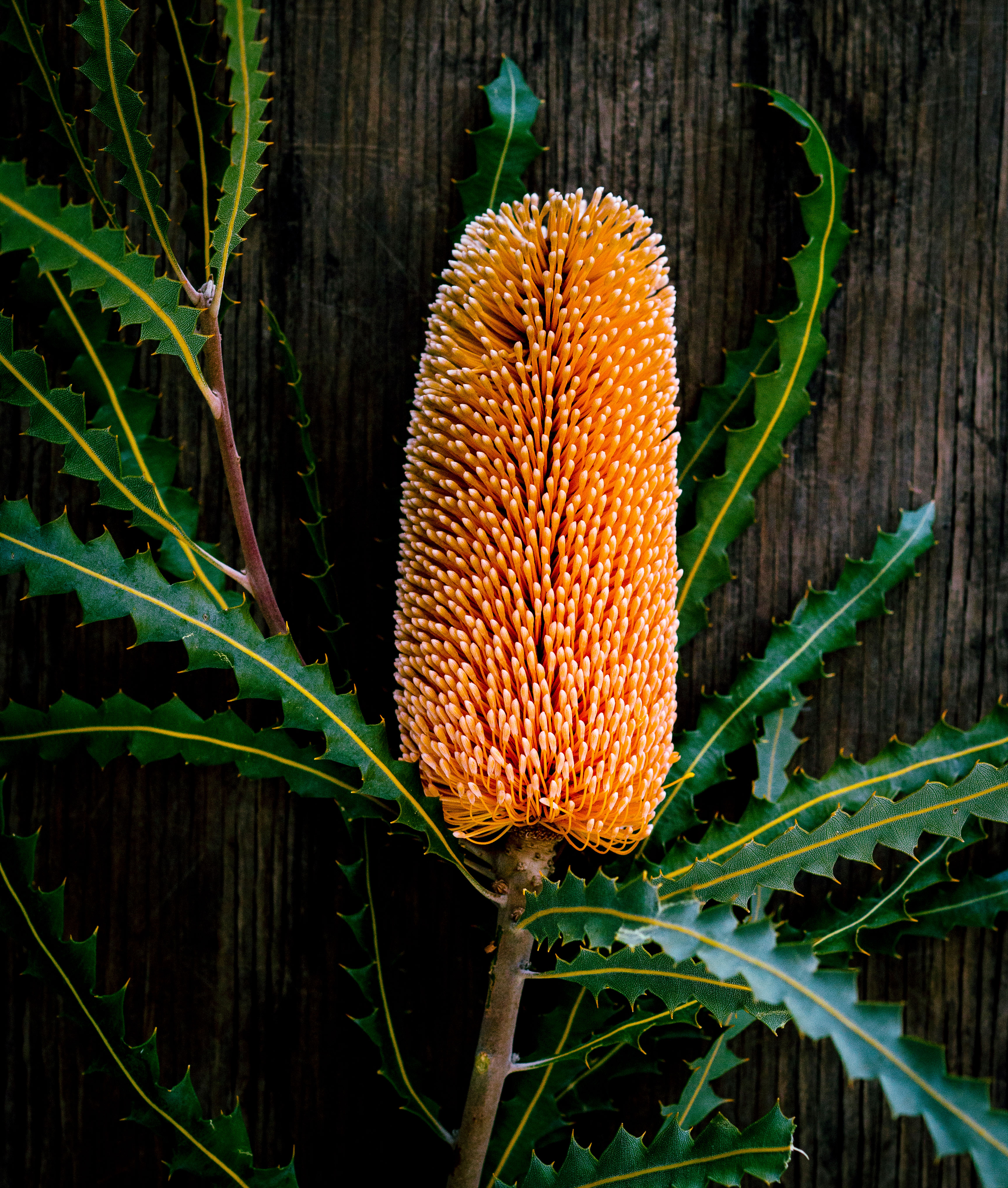 banksia