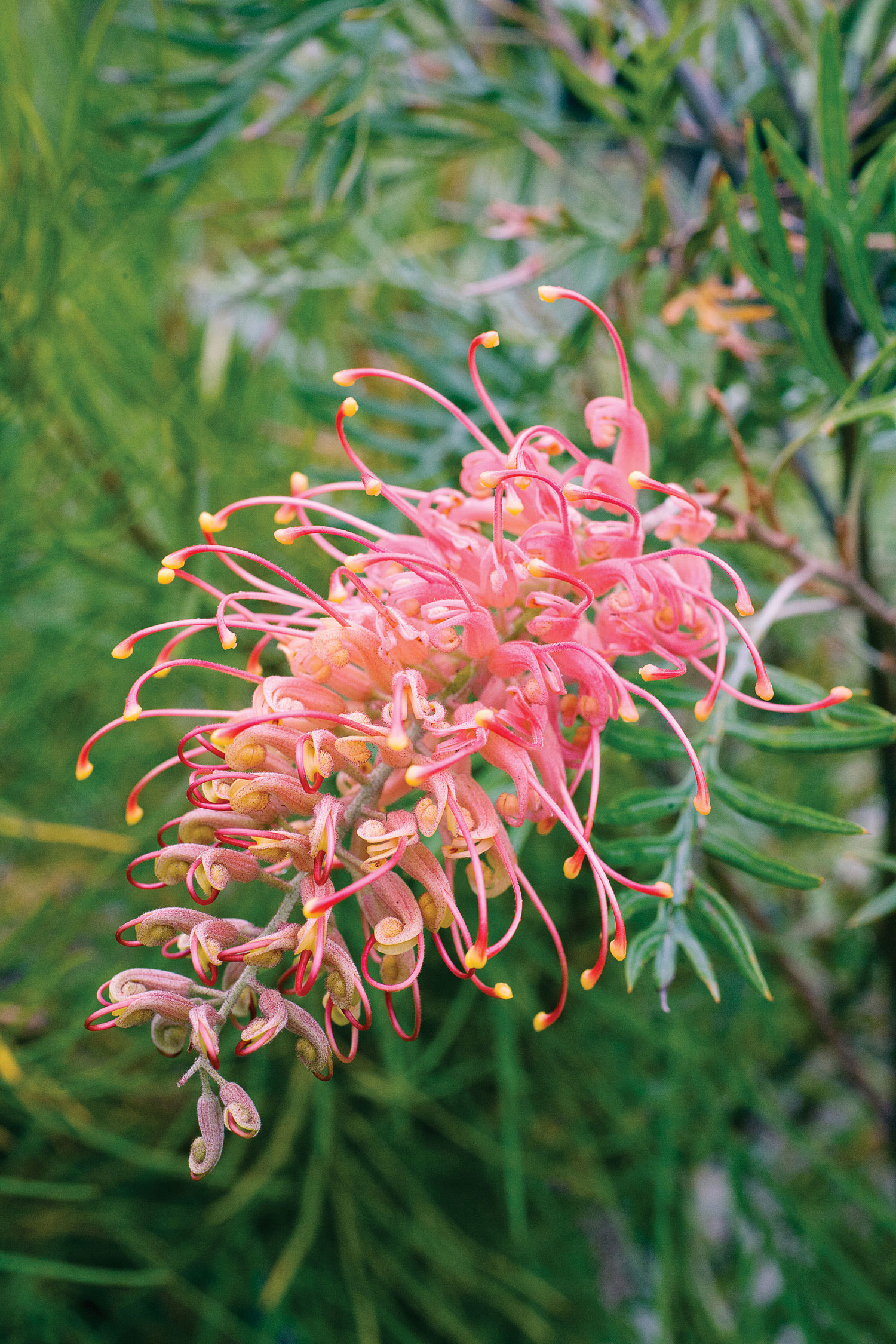 grevillea