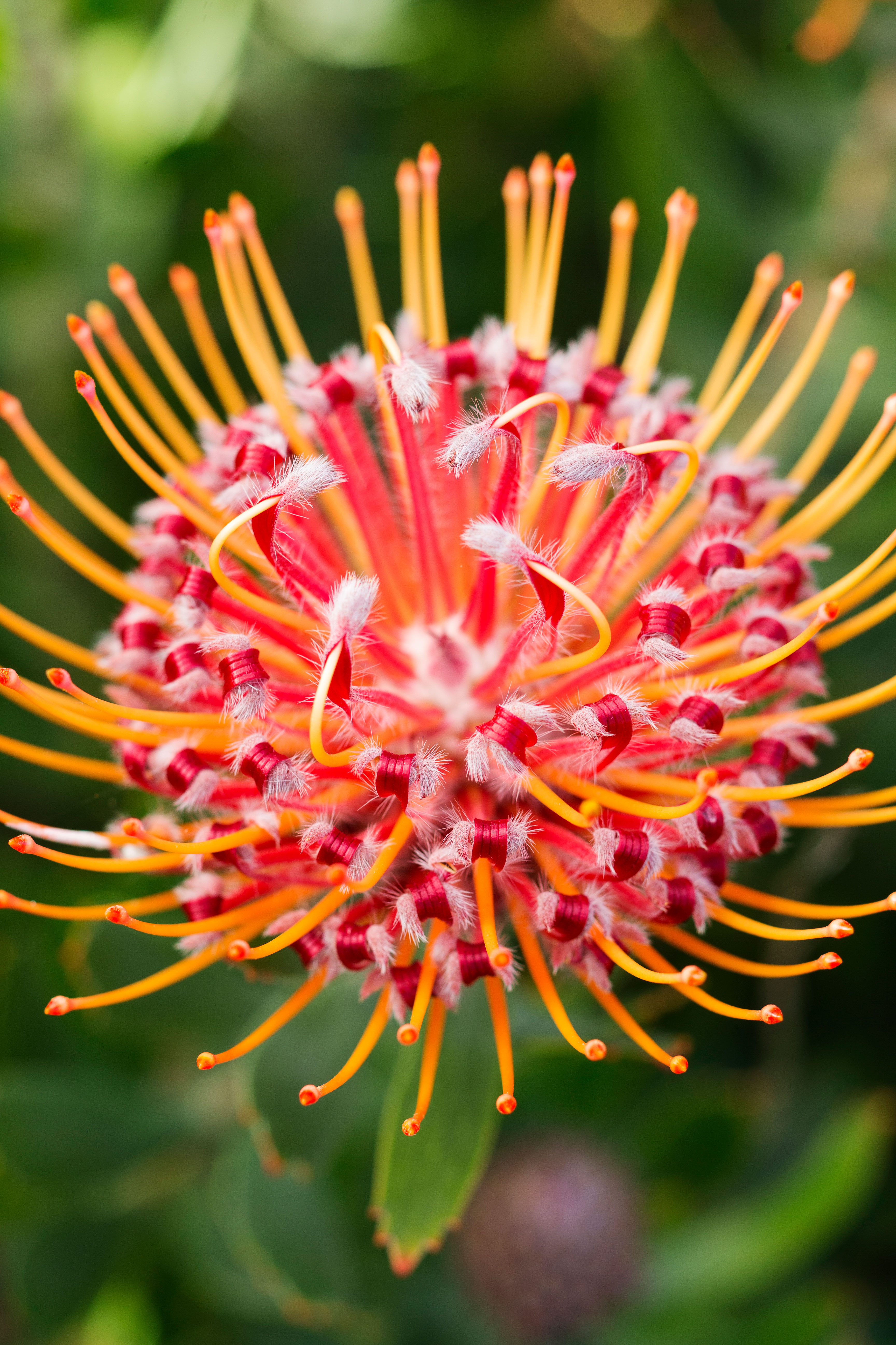 leucospermum