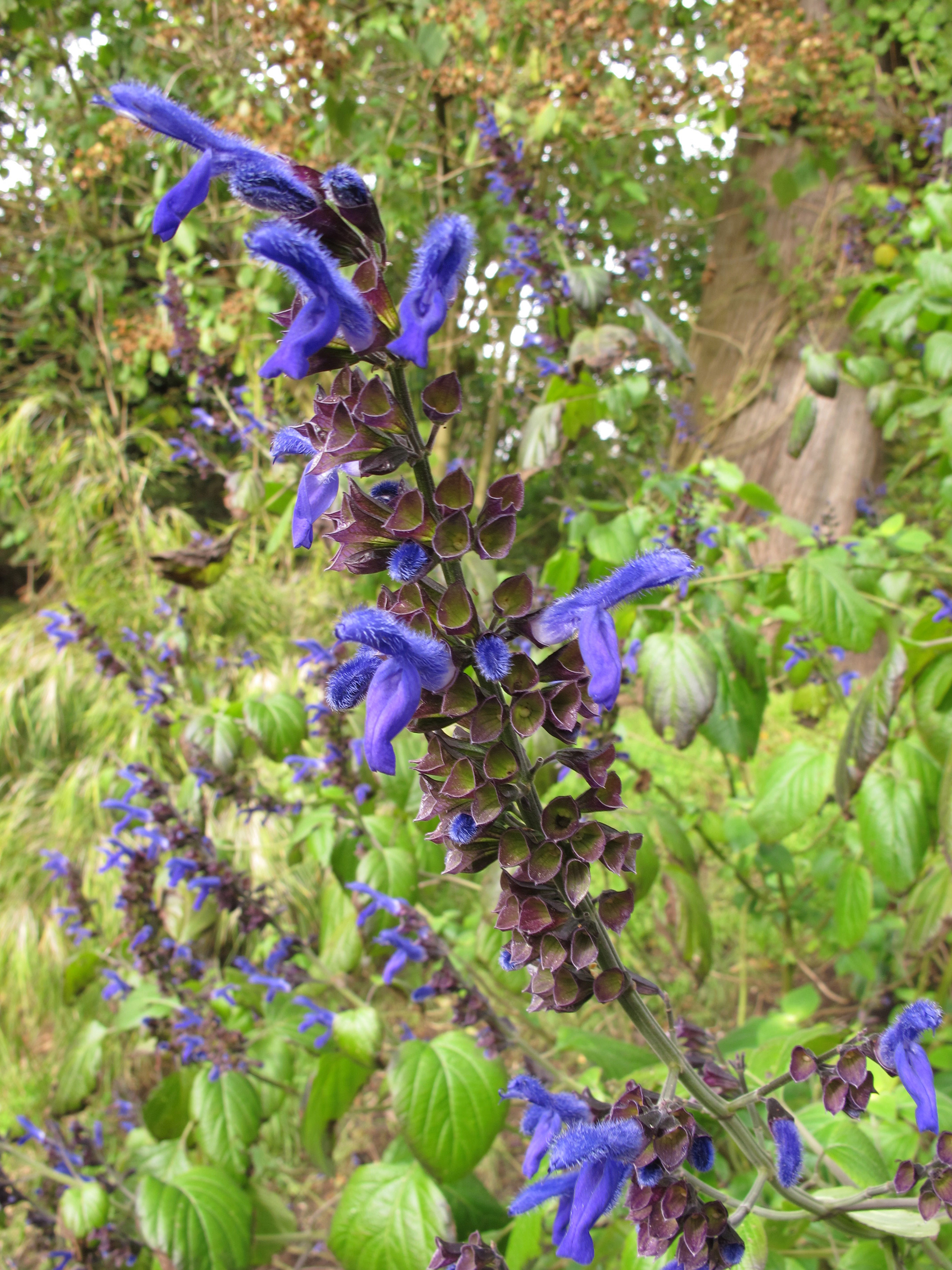 salvia-mexicana