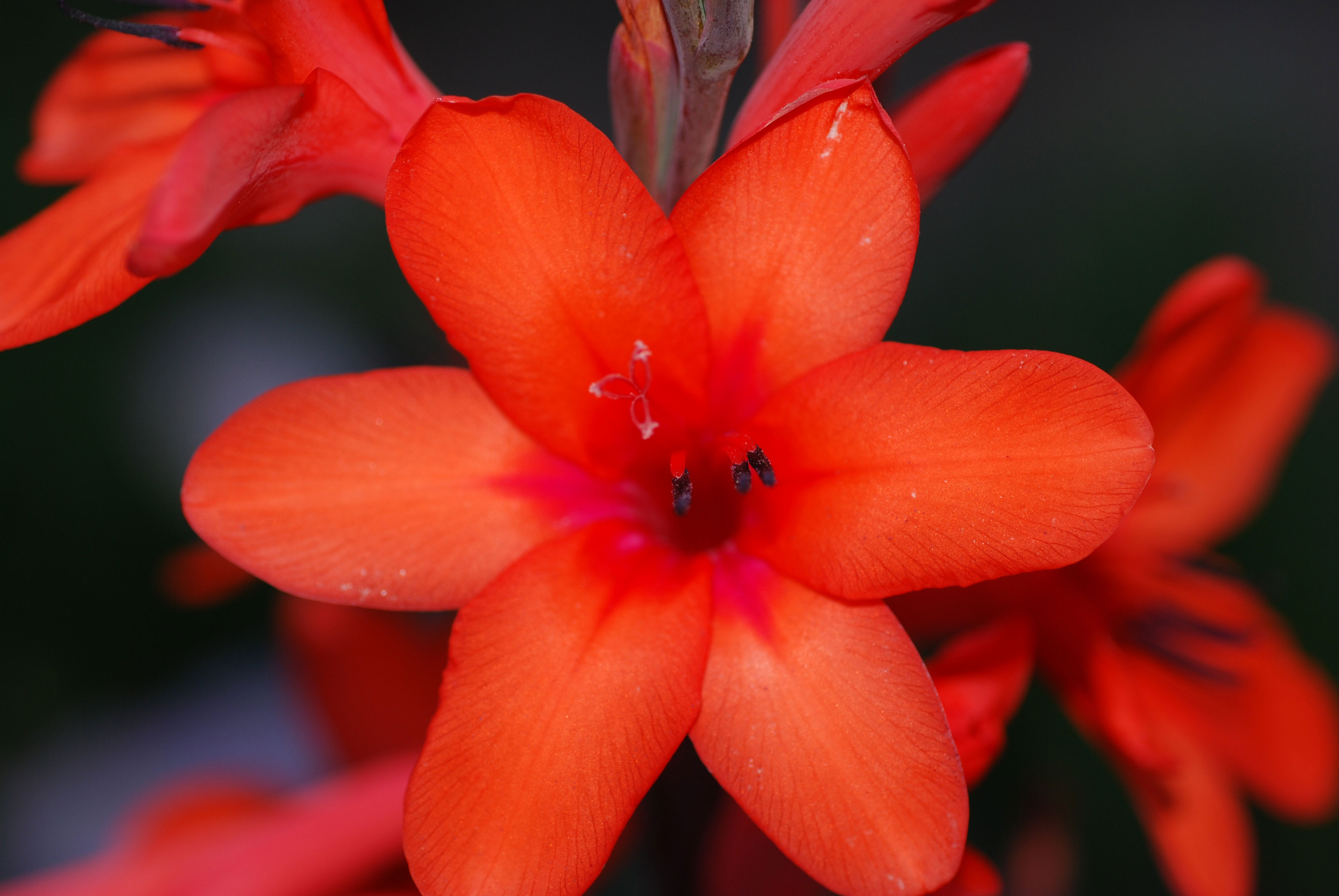 watsonia