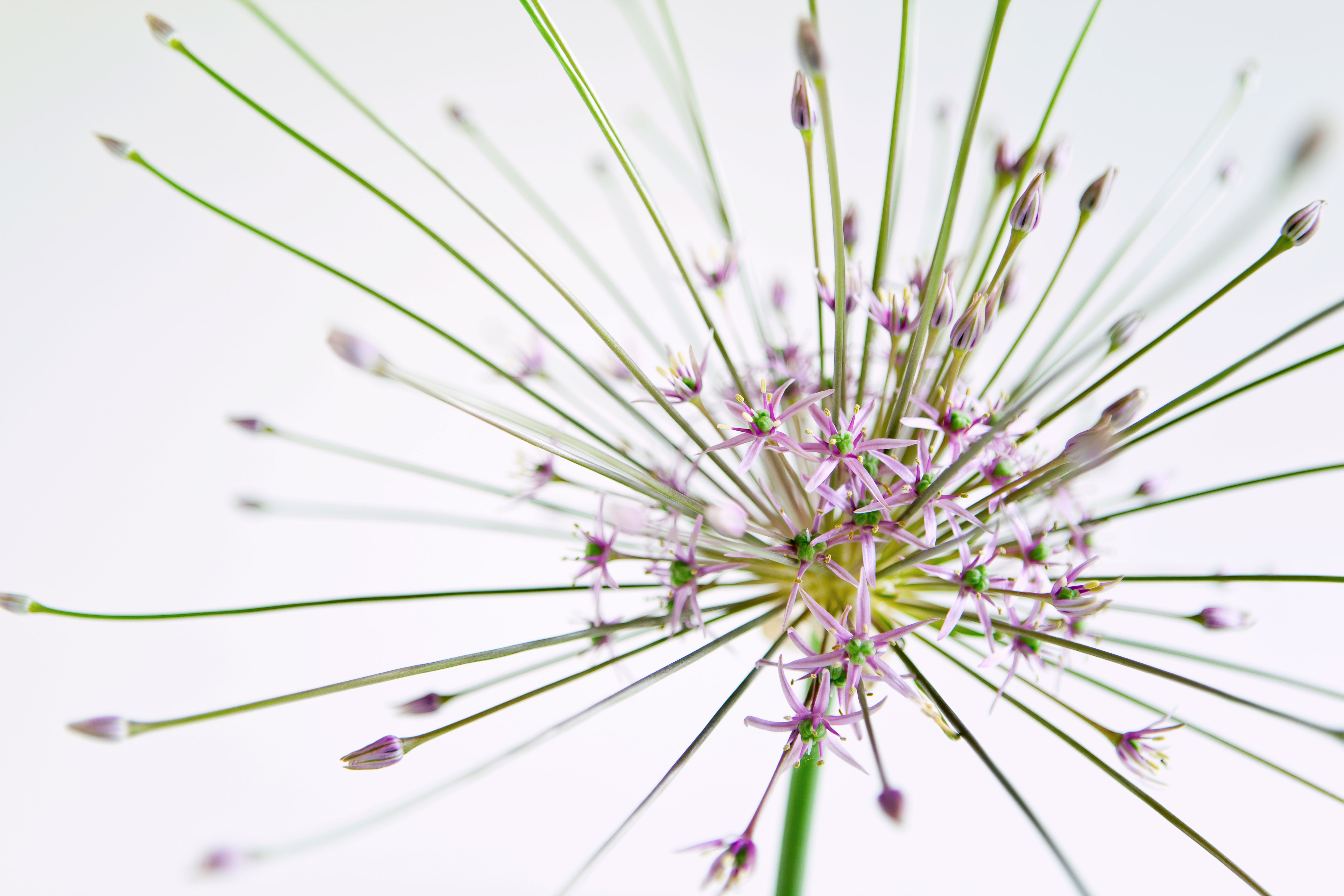 allium