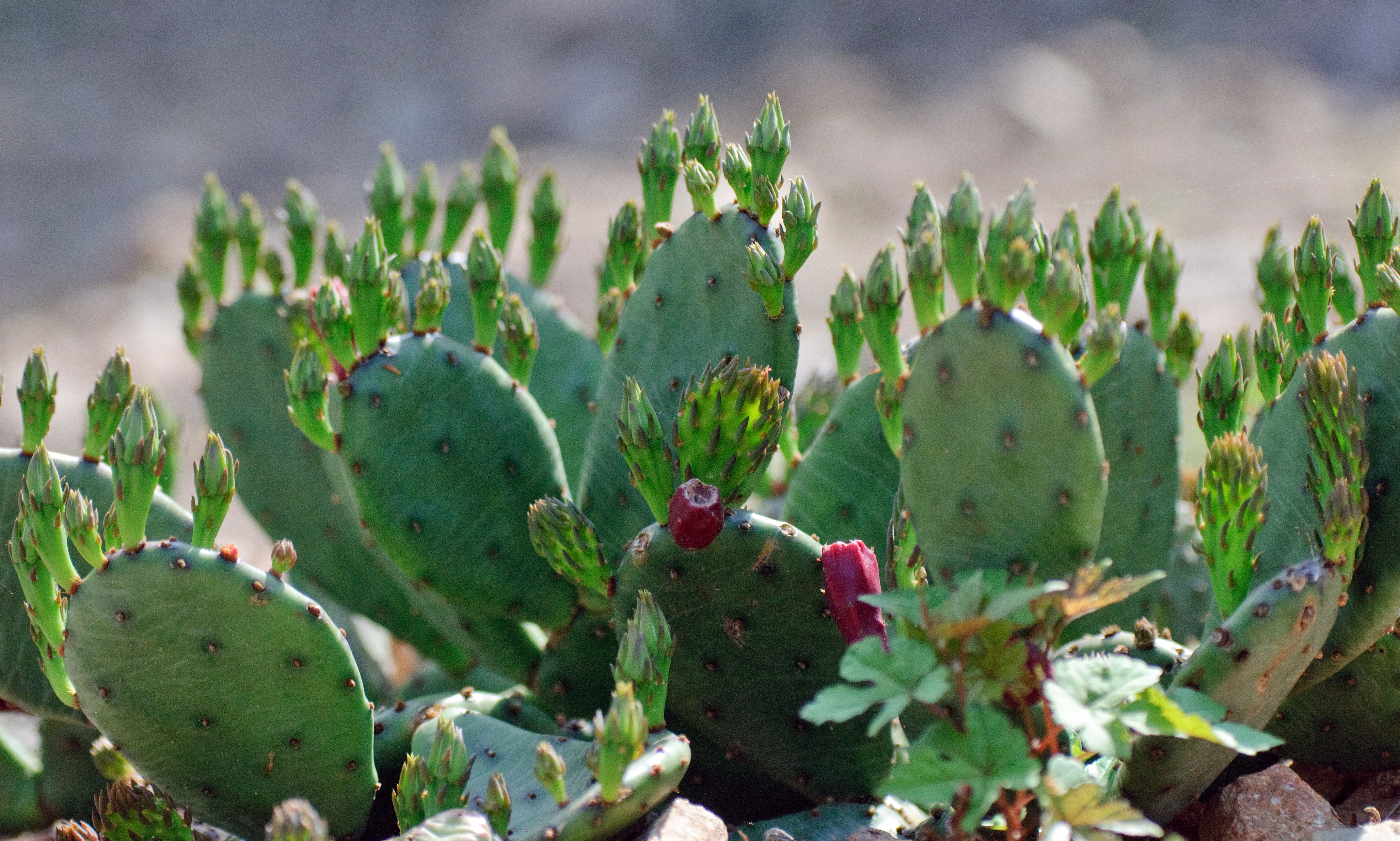 prickly-pear