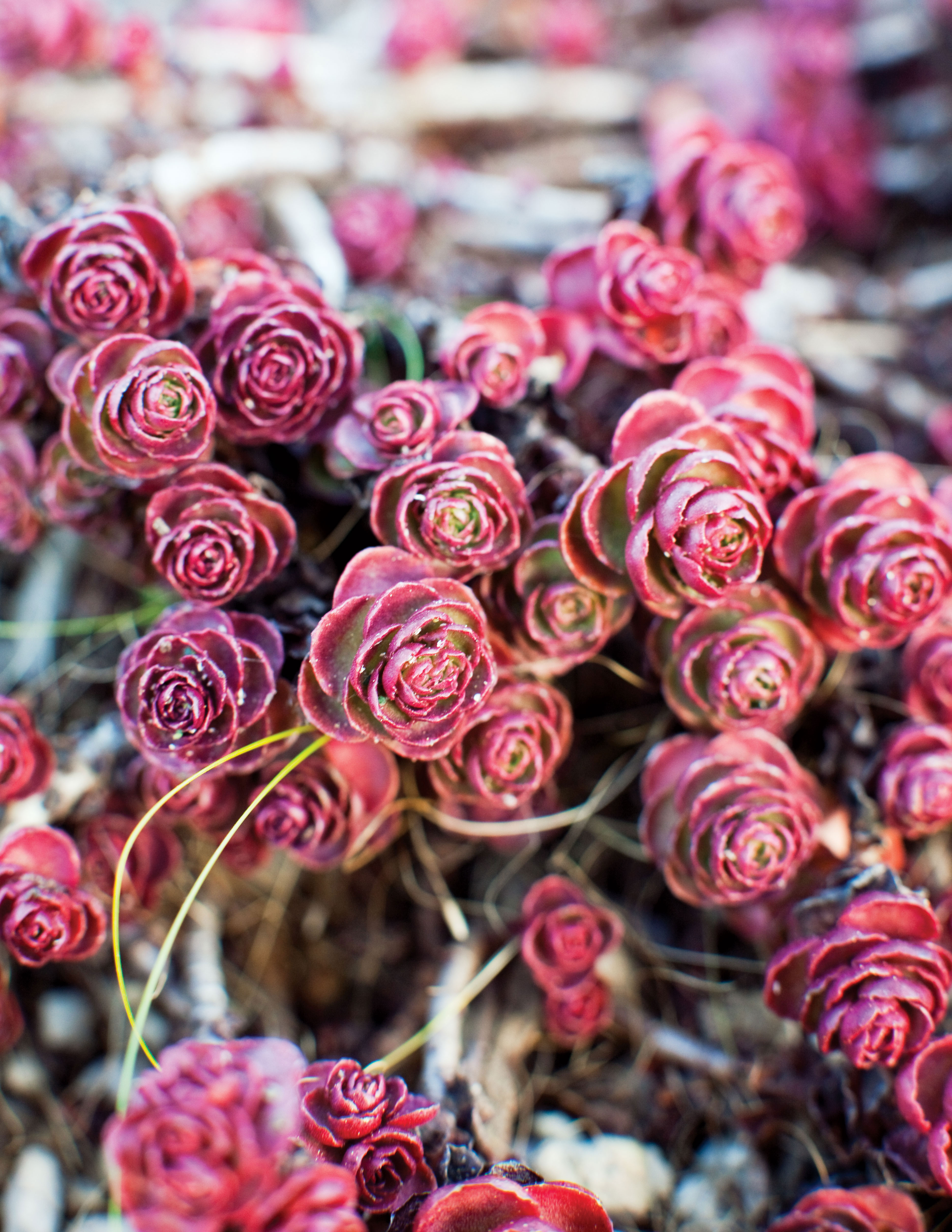 sedum