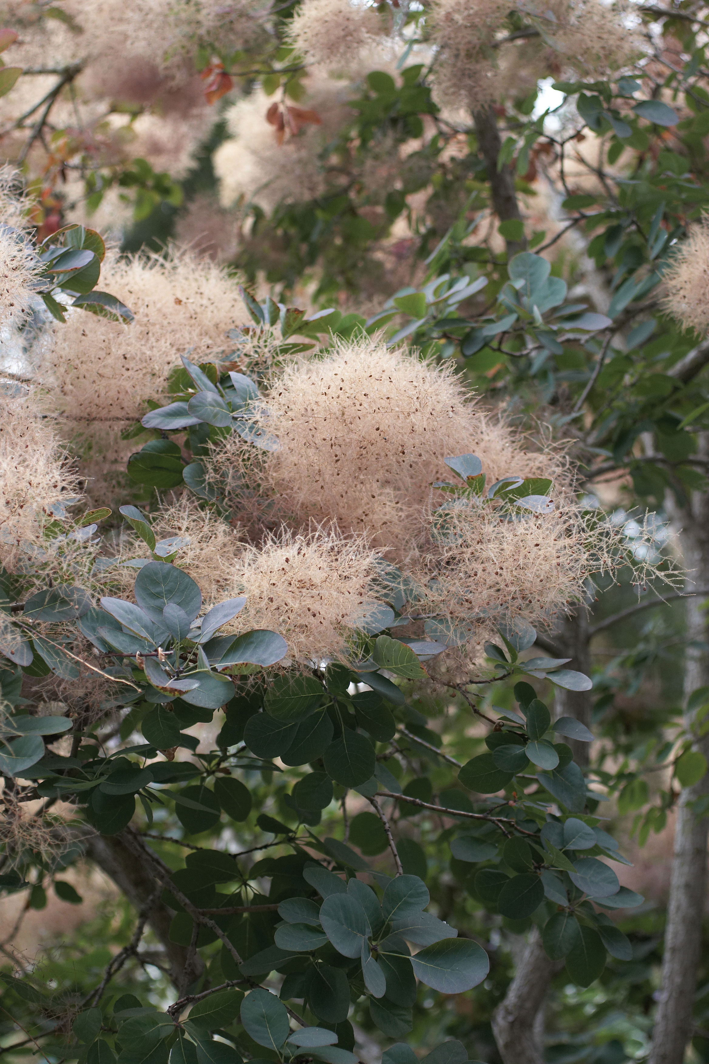 smoke-tree