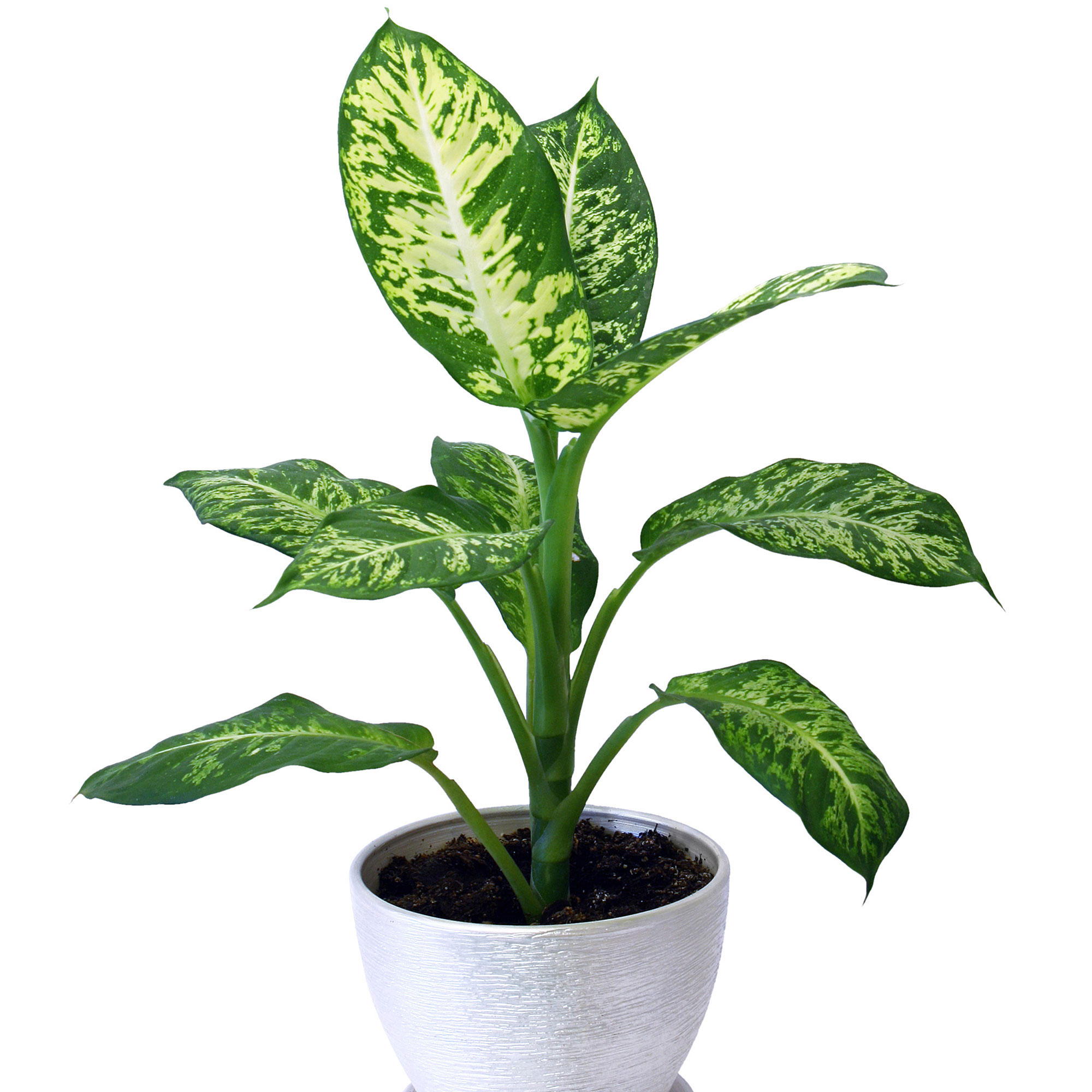 dieffenbachia