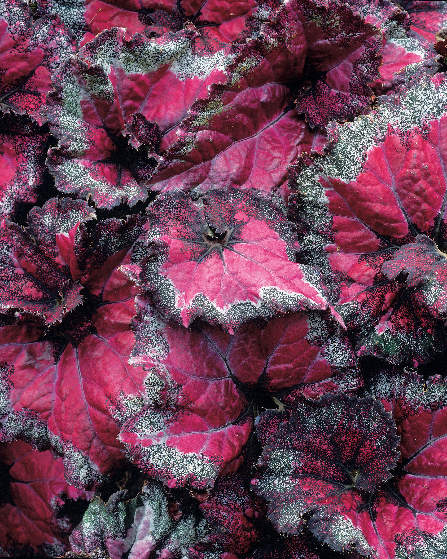 rex-begonia