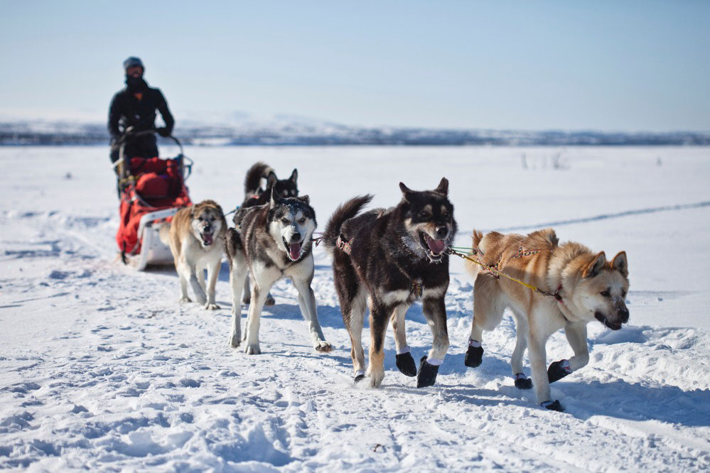 dog-sled-in-denali