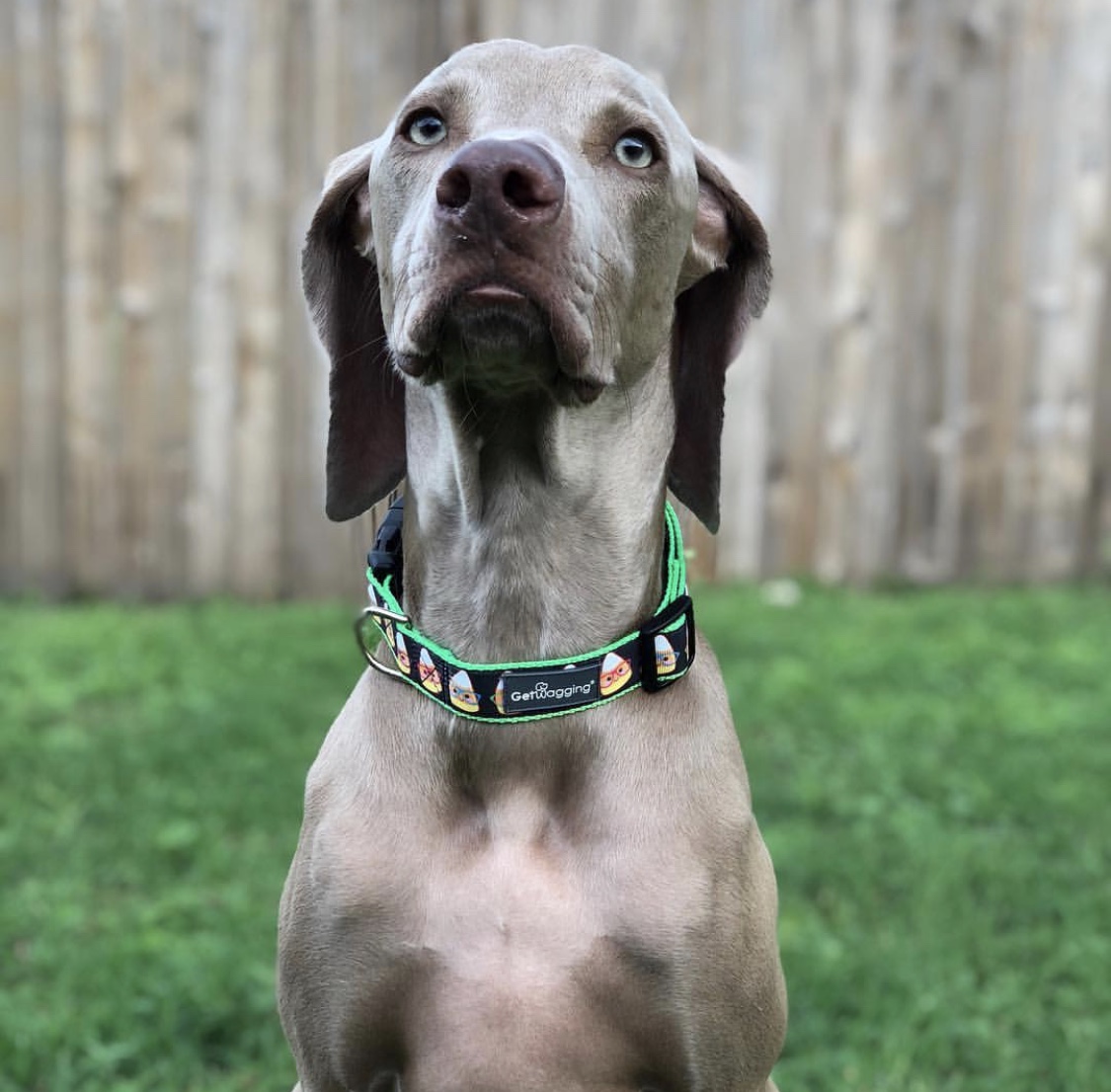 dog-subscription-box