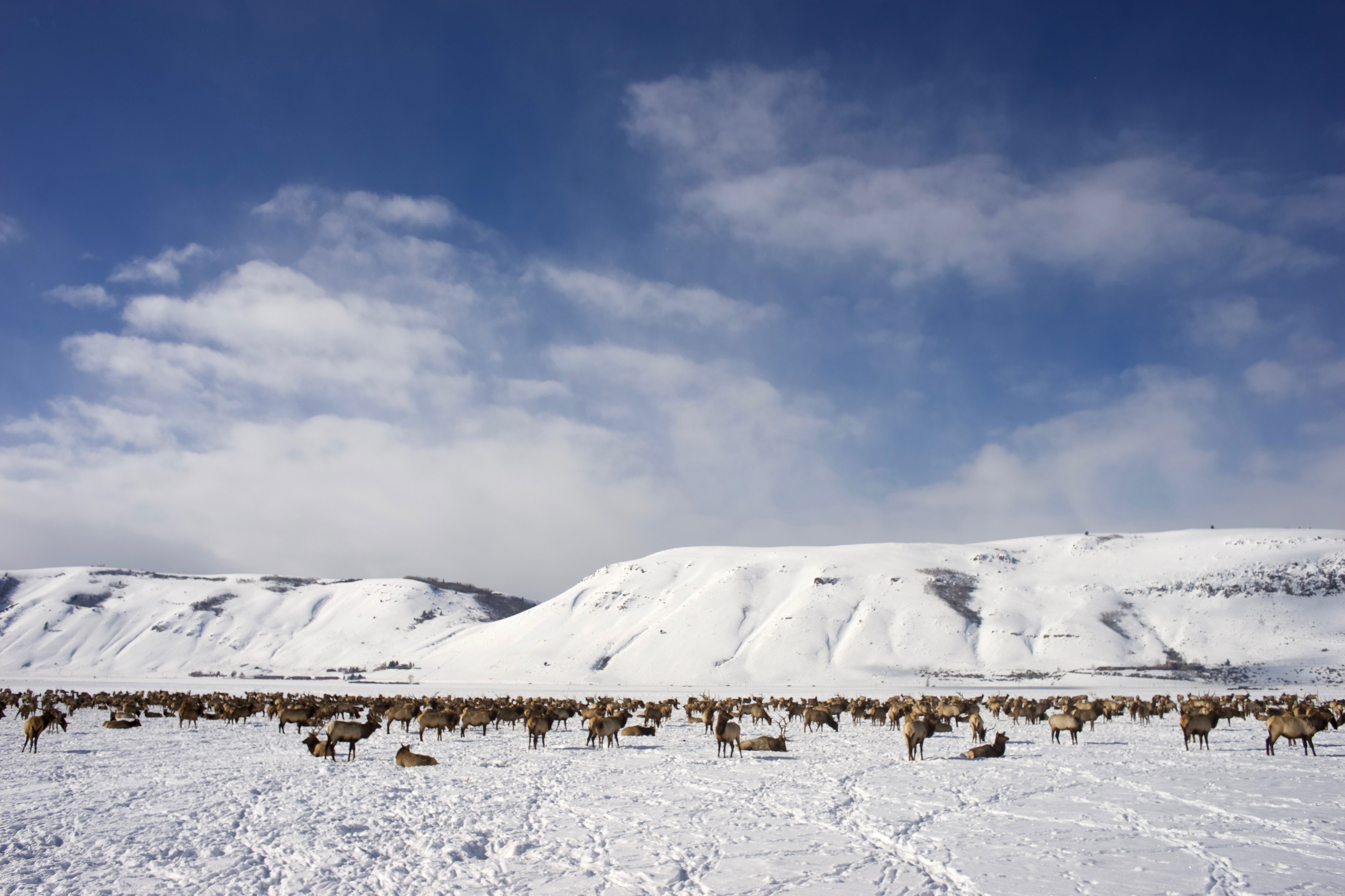 frolic-with-elk-herds-in-wyoming
