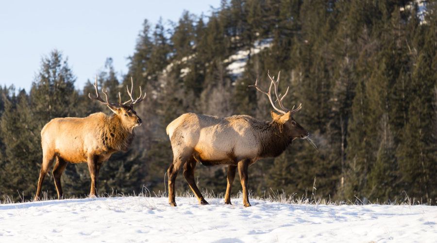Spy Mountain Animals in Jasper National Park