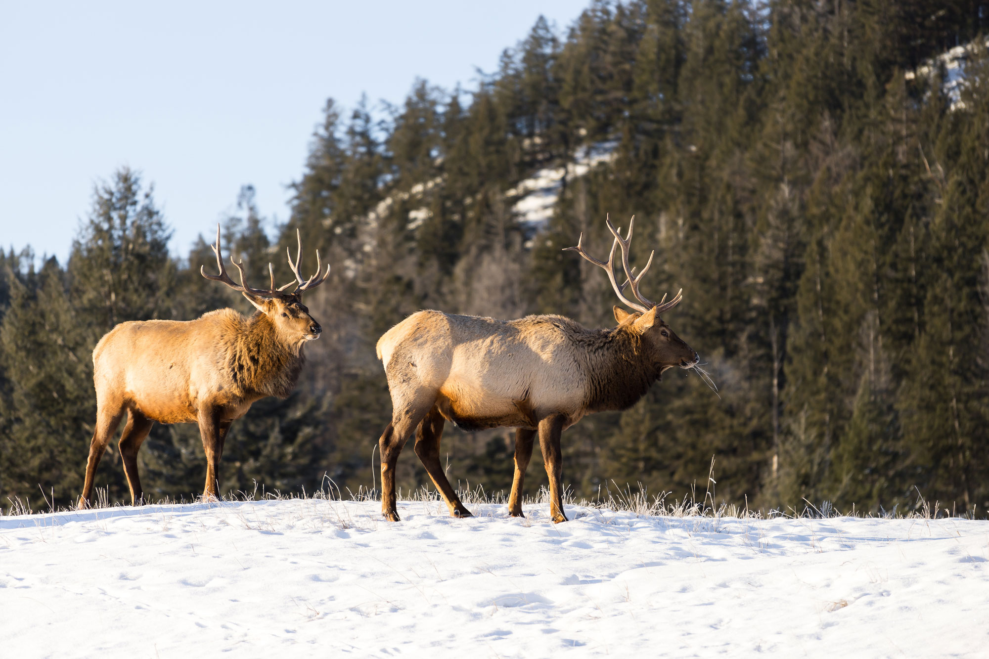 spy-mountain-animals-in-jasper-national-park