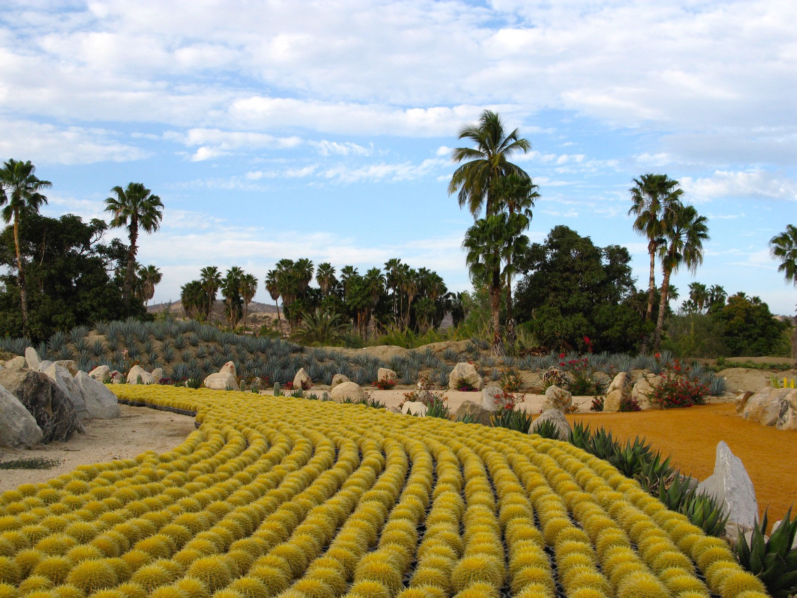 its-a-succulent-paradise