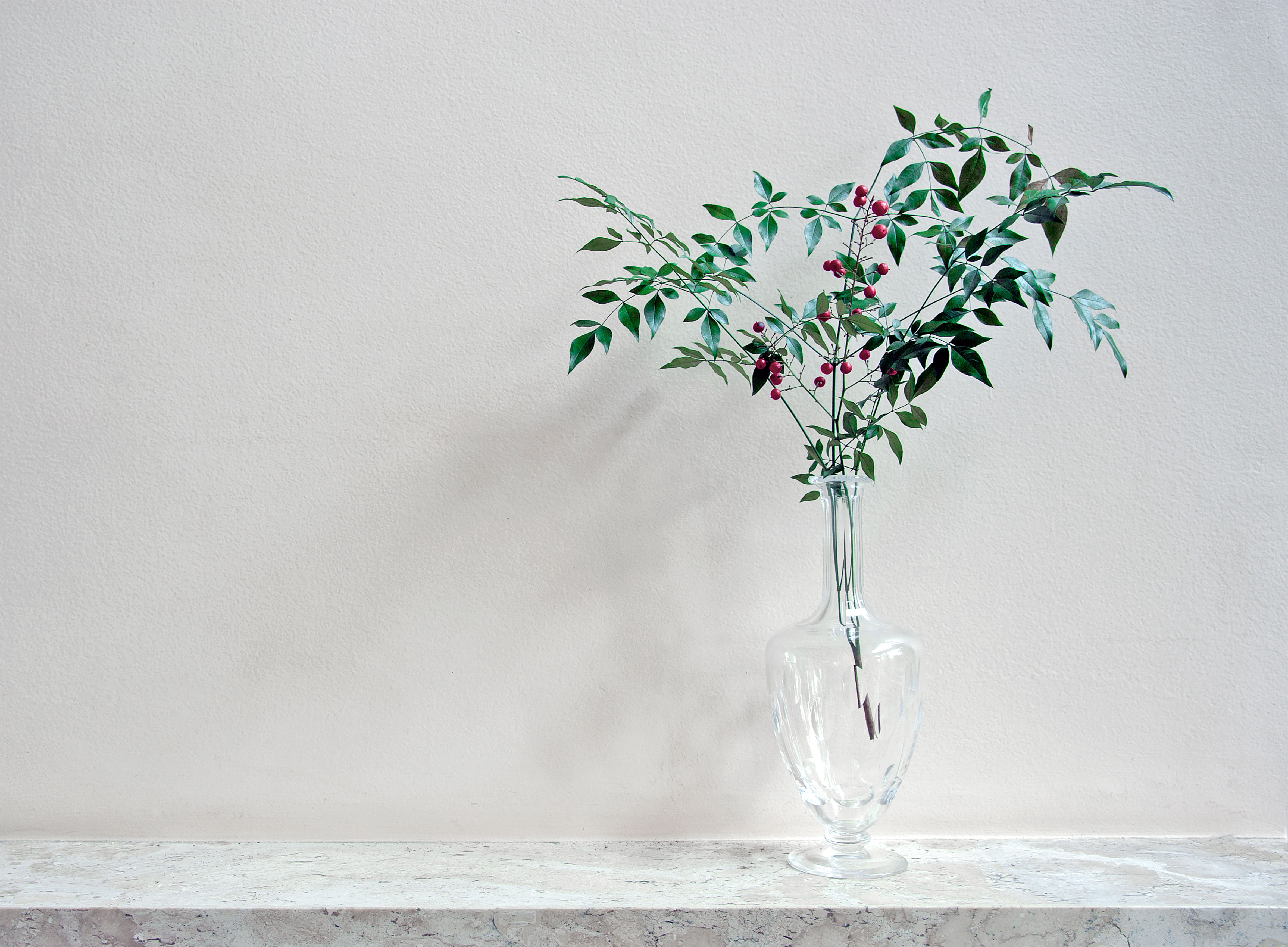 friend-of-the-forest