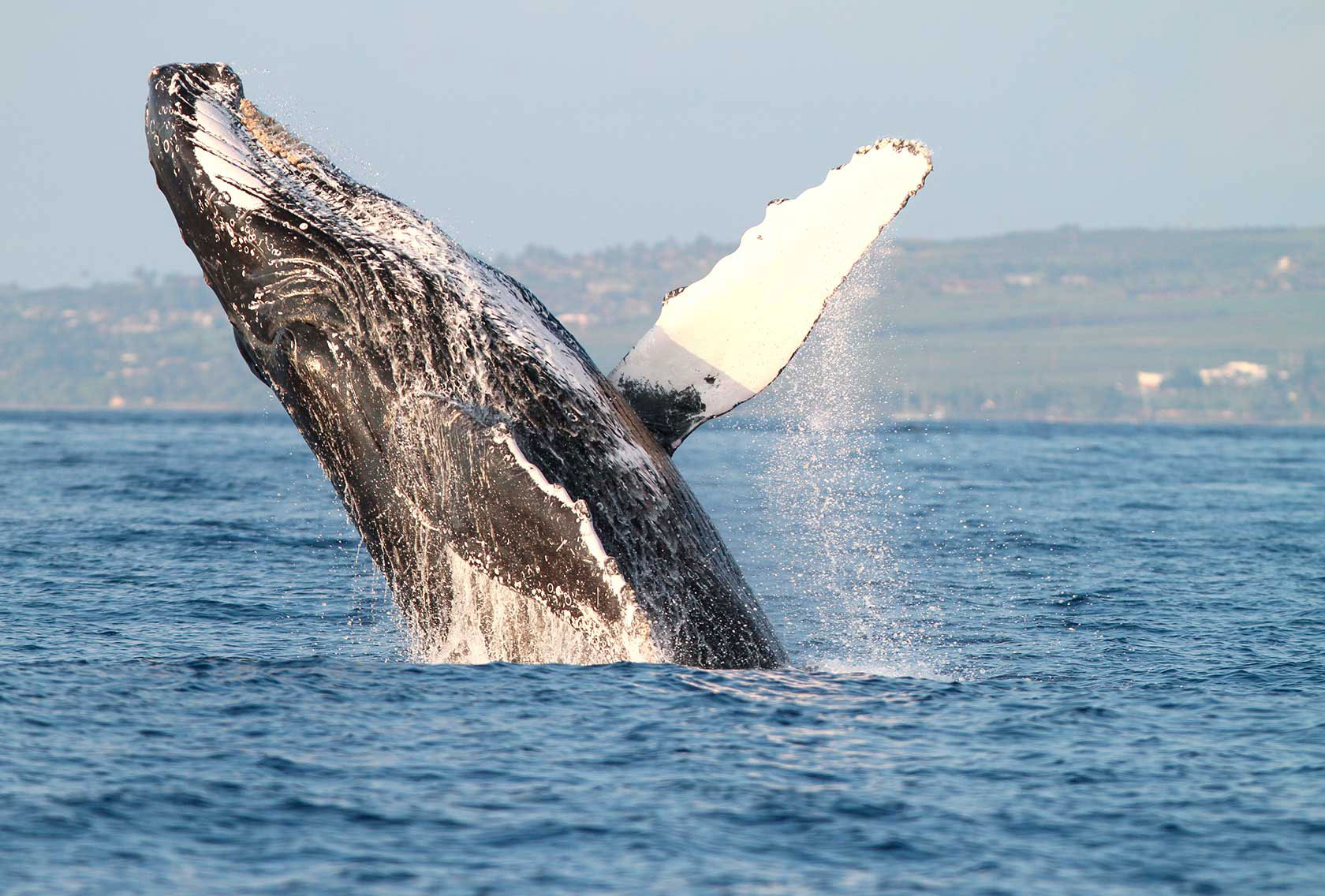 whale-watch-off-of-maui