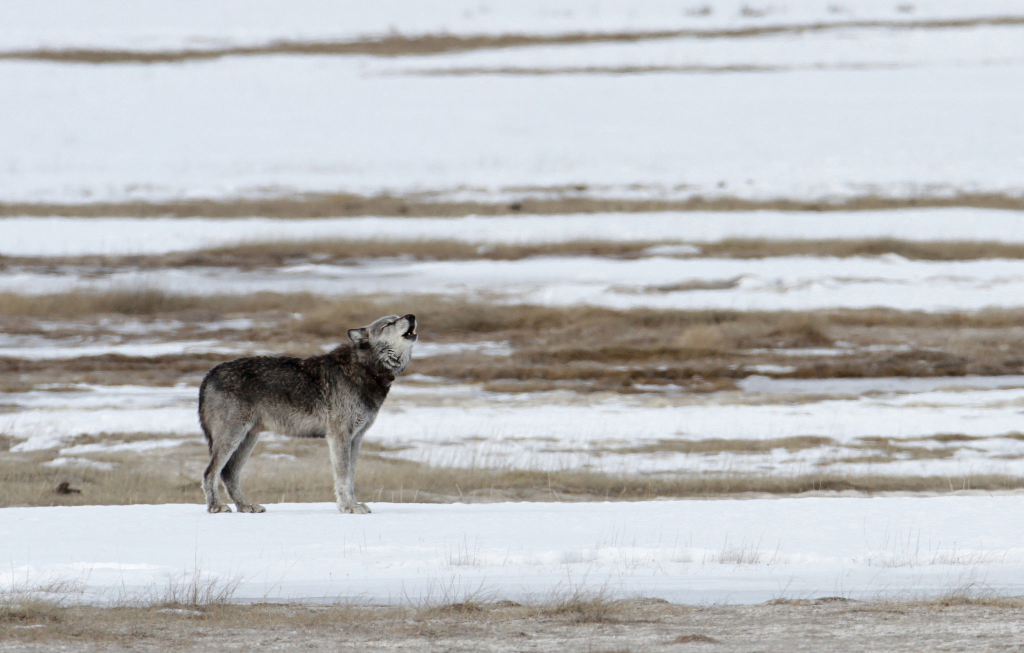 spotting-wolves-in-yellowstone