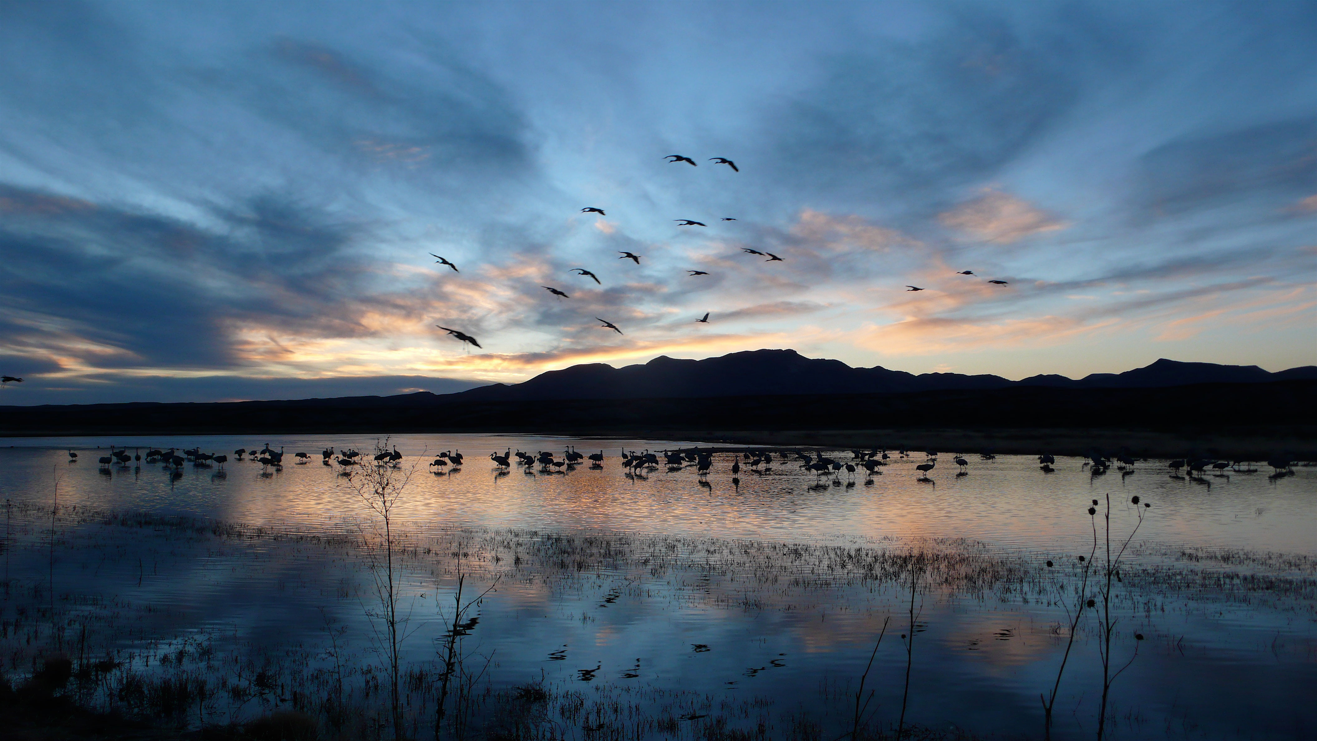 go-birding-in-new-mexico