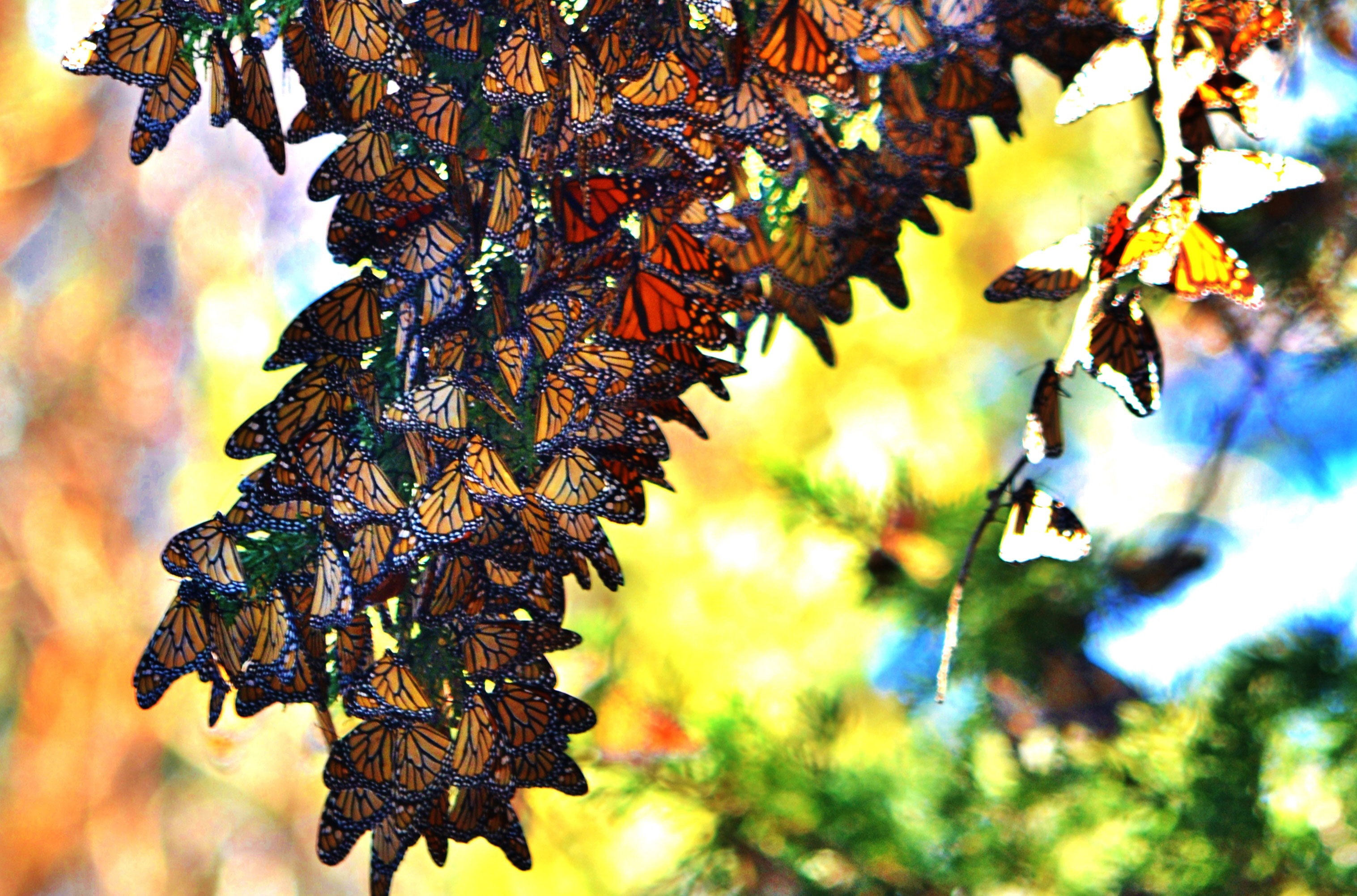 follow-the-monarchs-to-the-california-coast