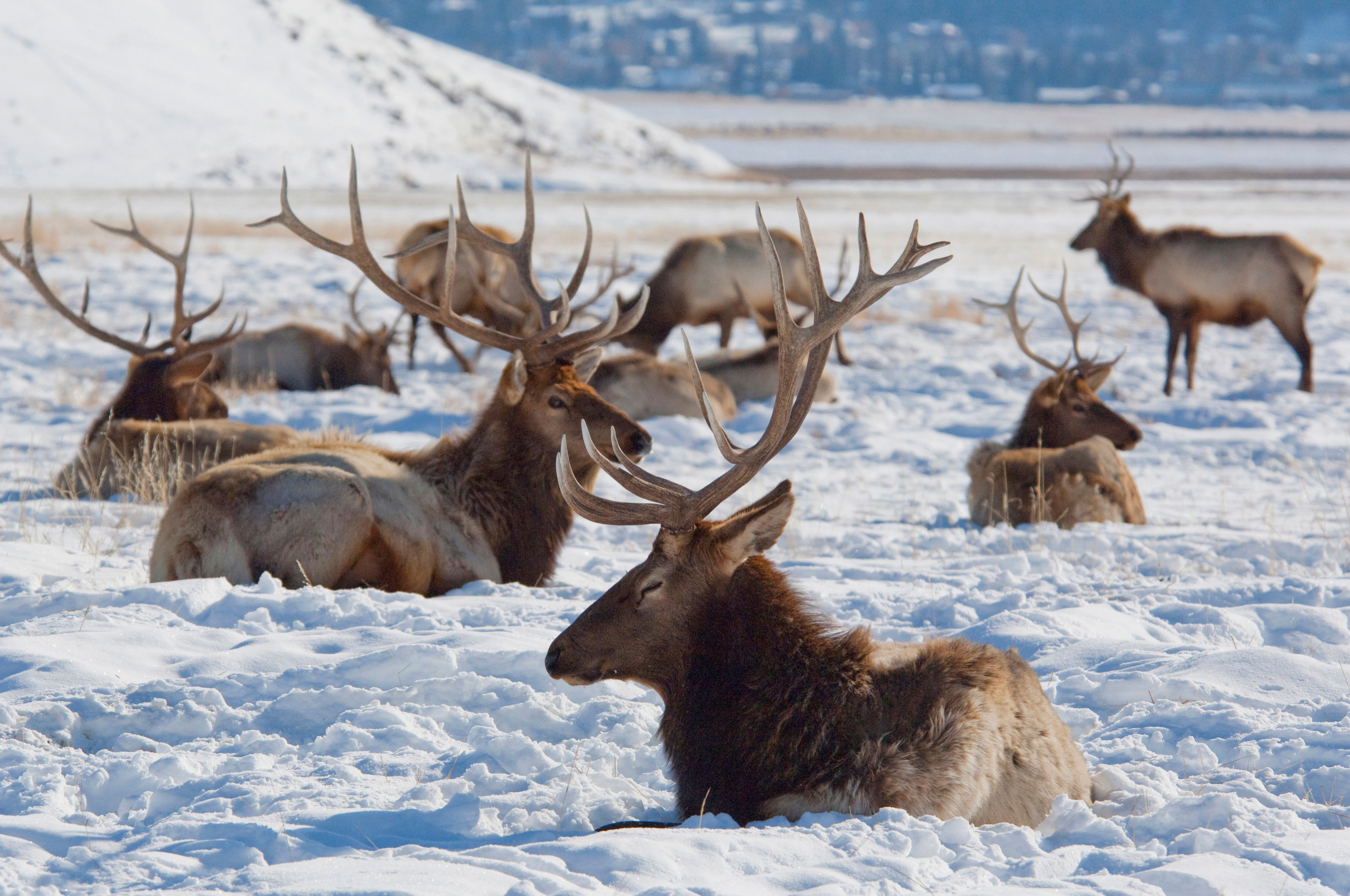 prime-time-for-wildlife