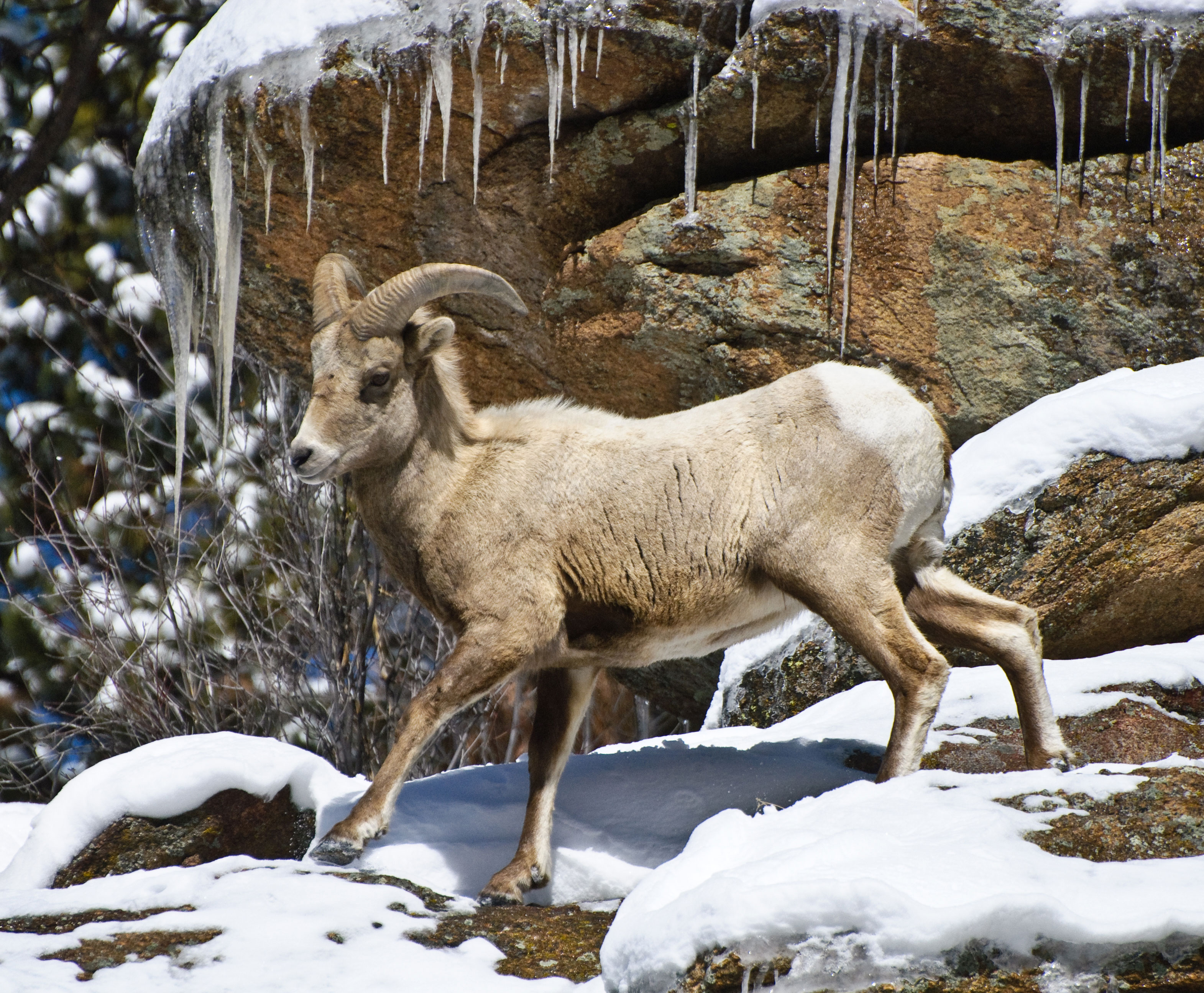 snap-photos-in-rocky-mountain-national-park