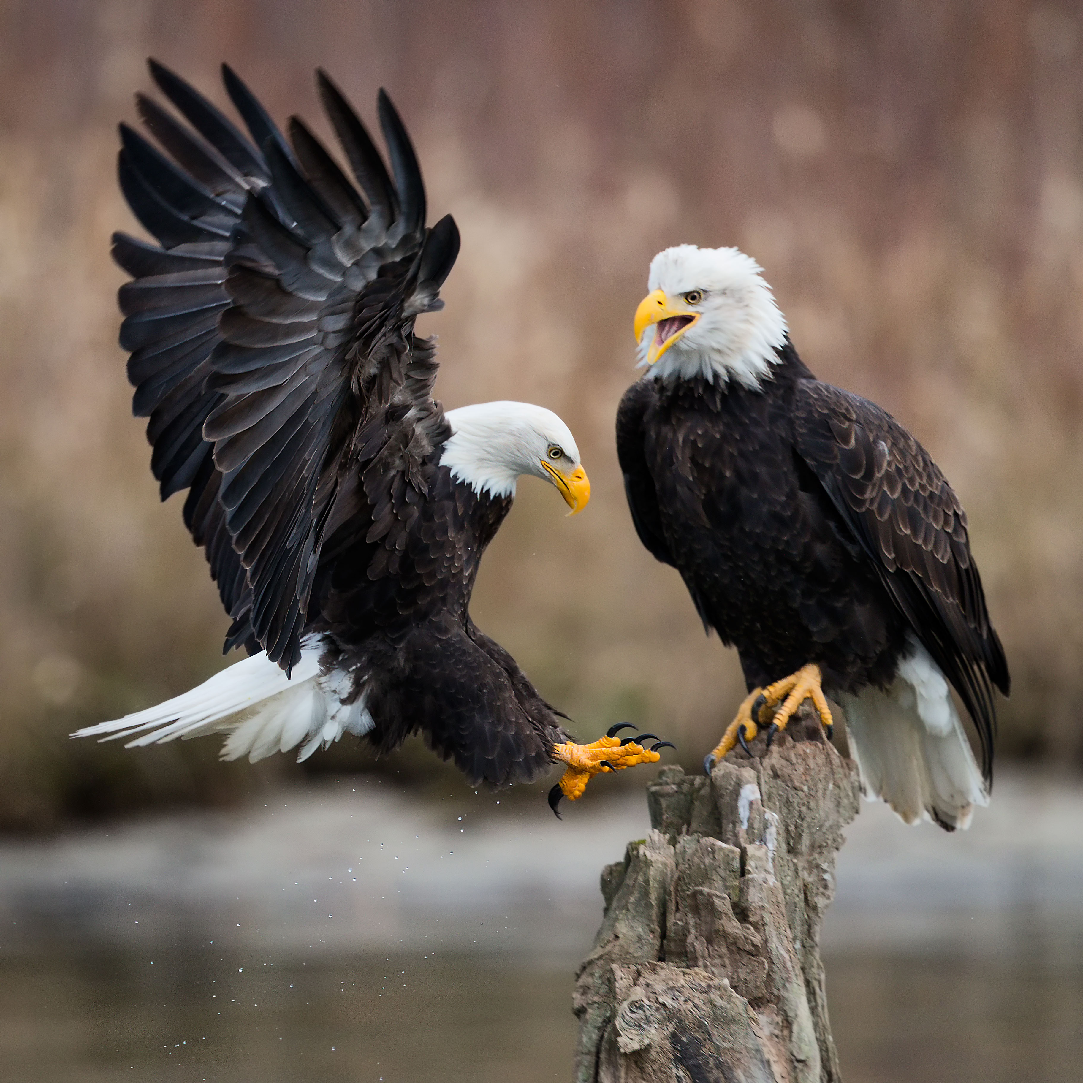 spot-bald-eagles-on-the-skagit-river-wa