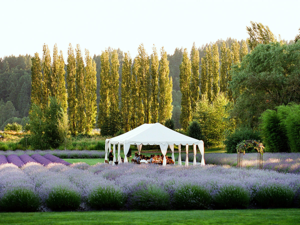 Your Guide to Growing and Harvesting Lavender
