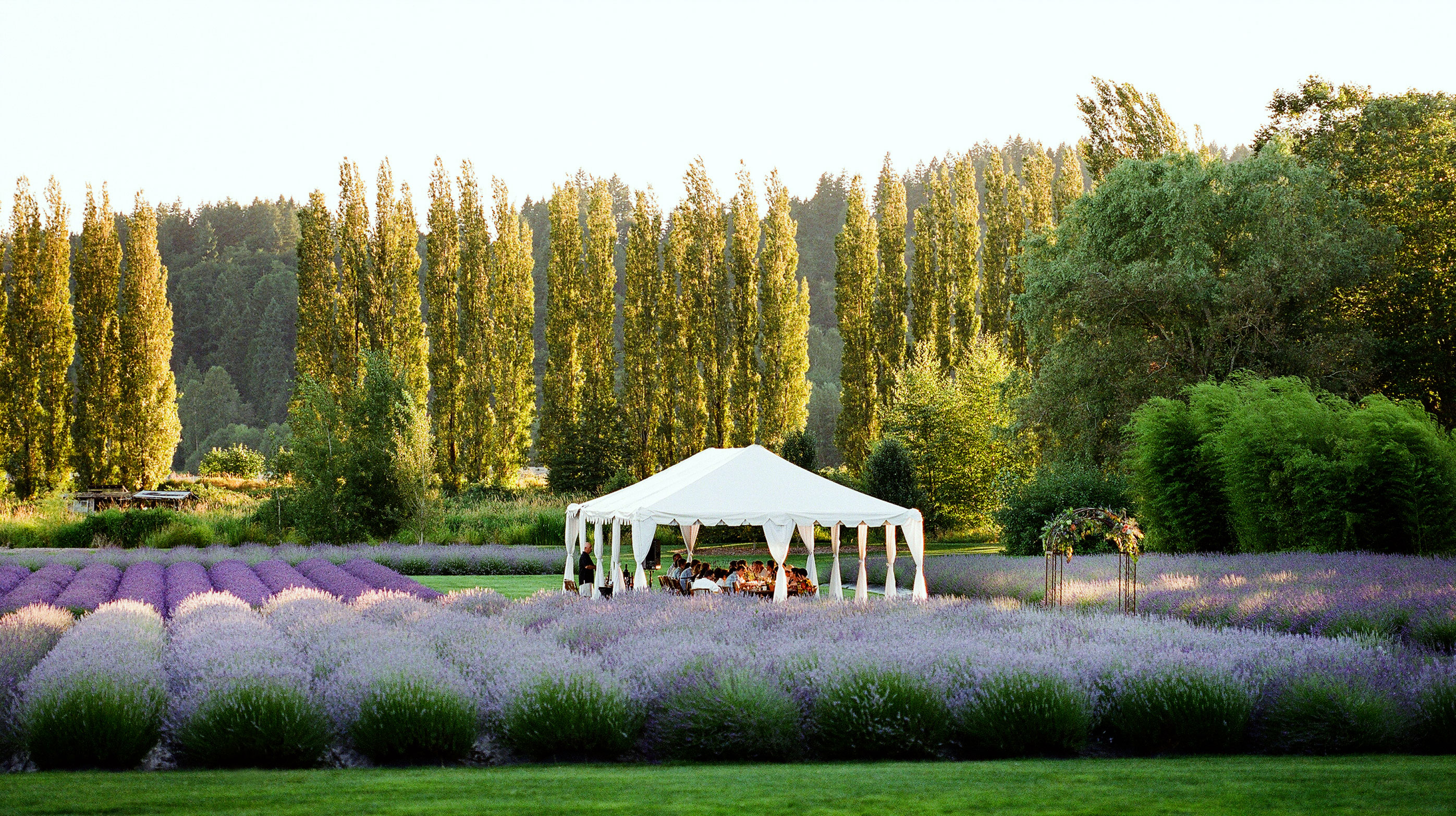 woodinville-lavender-fields-redmond-wa