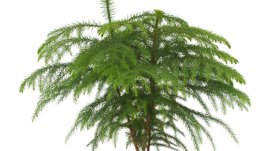 Norfolk Island Pine (Auraucaria heterophylia)