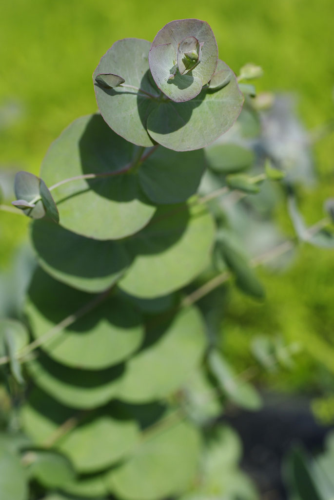 eucalyptus-silver-drop