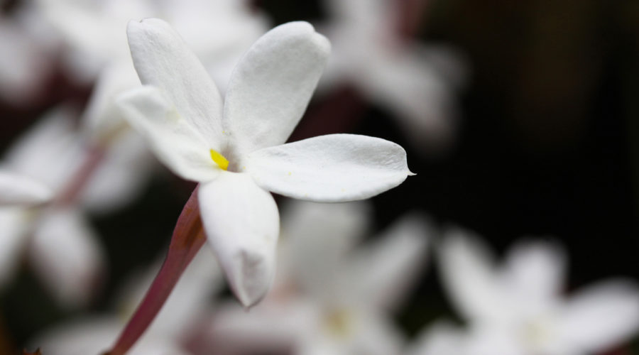 Jasmine (Jasminum polyanthum)