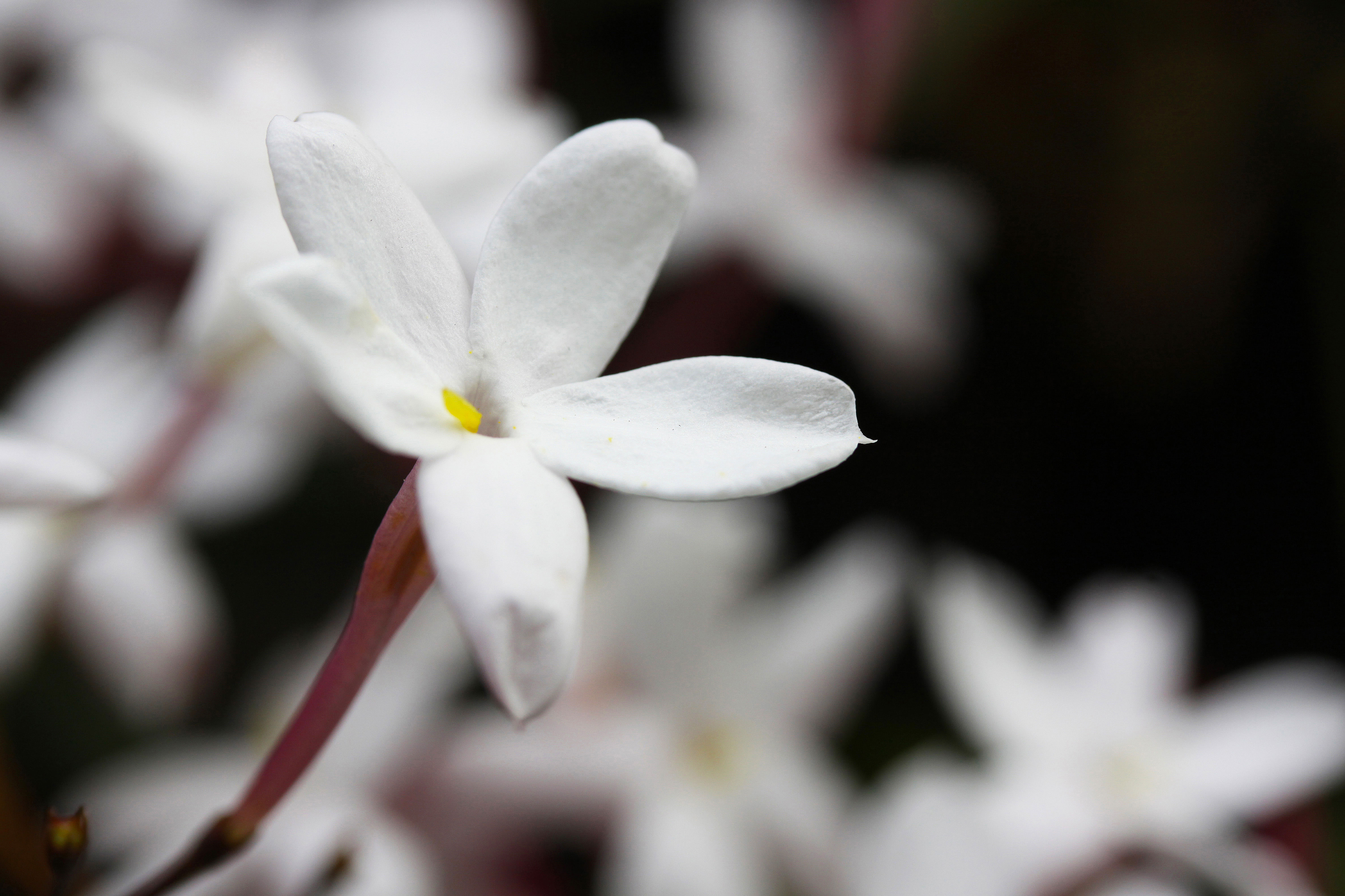 jasmine-jasminum-polyanthum