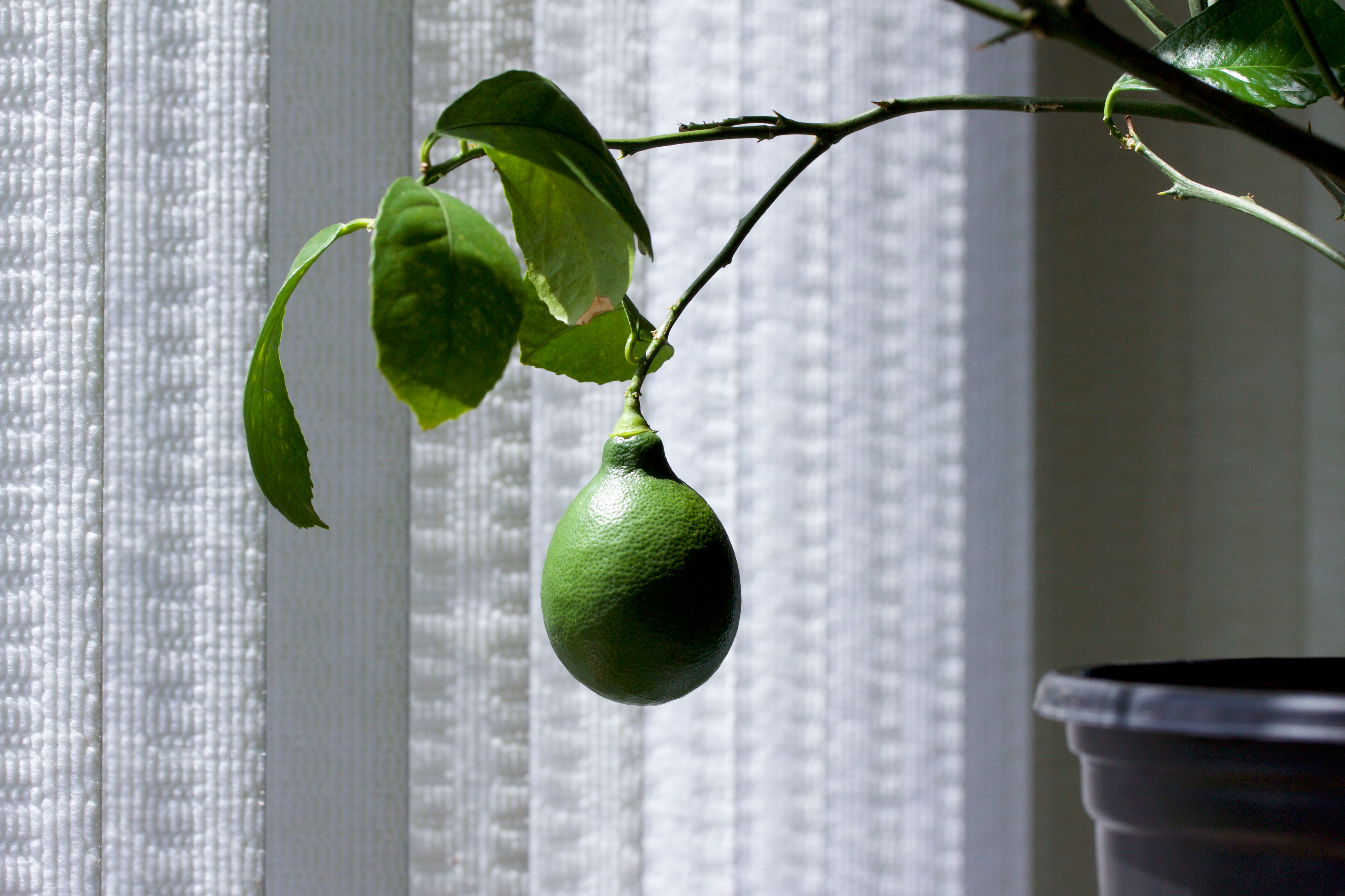 dwarf-meyer-lemon-tree