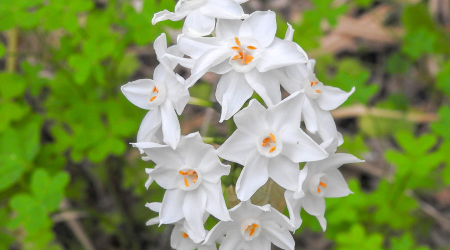 Paperwhite (Narcissus tazetta)